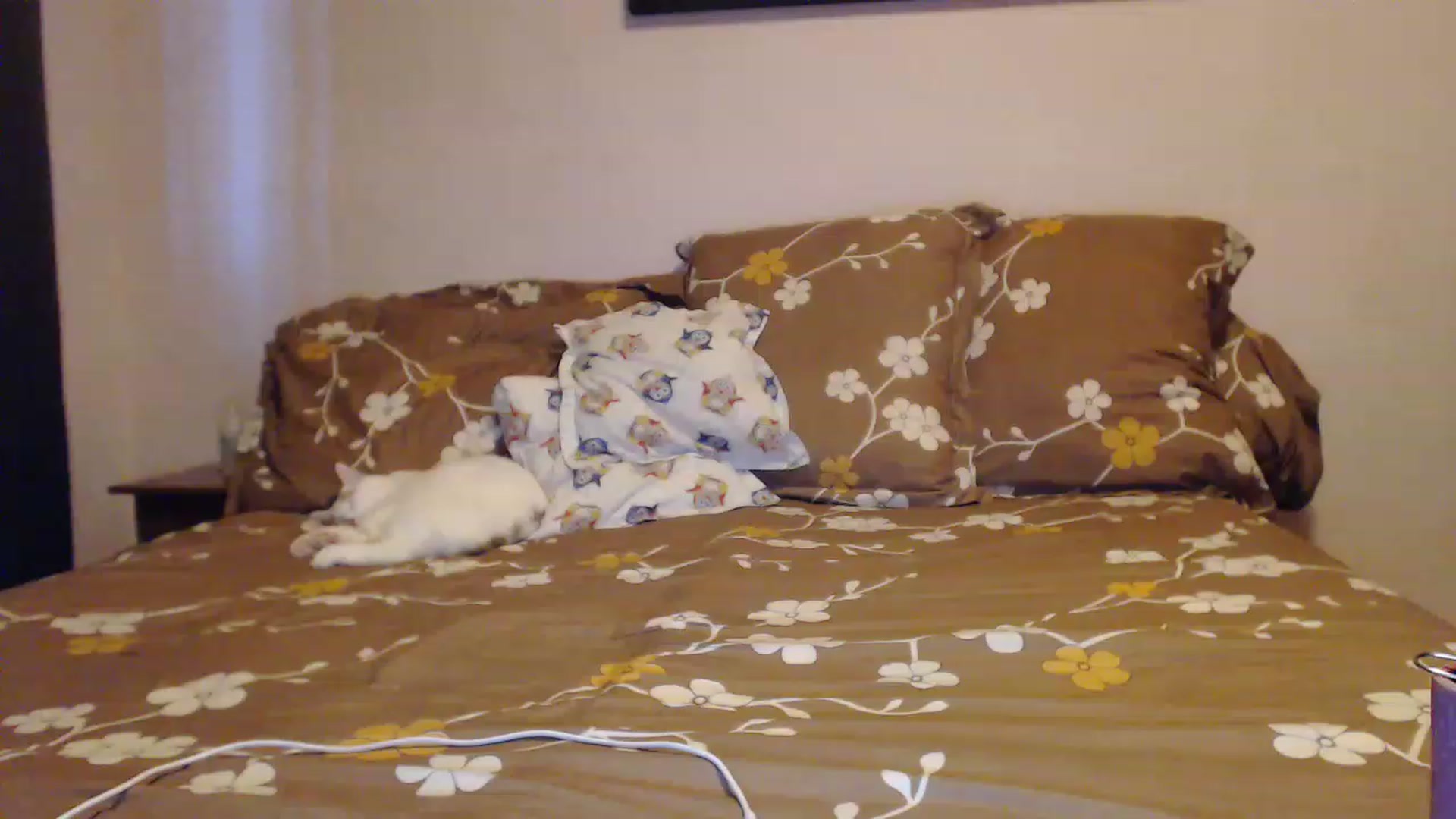Gallery image thumbnail from Aahh_Emilia's myfreecams stream on, 02/02/2023, 15:47 image 6 of 20