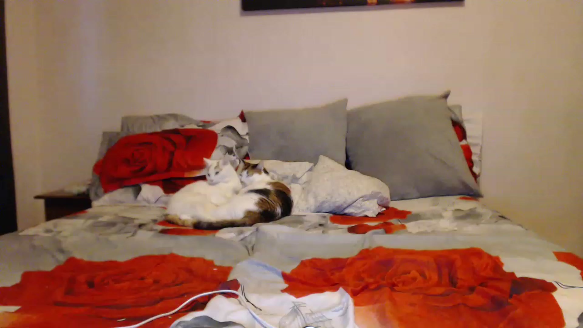 Gallery image thumbnail from Aahh_Emilia's myfreecams stream on, 02/09/2023, 15:47 image 10 of 20