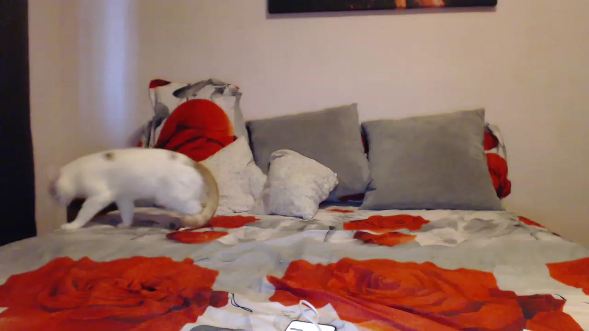 Gallery image thumbnail from Aahh_Emilia's myfreecams stream on, 02/10/2023, 15:29 image 18 of 20