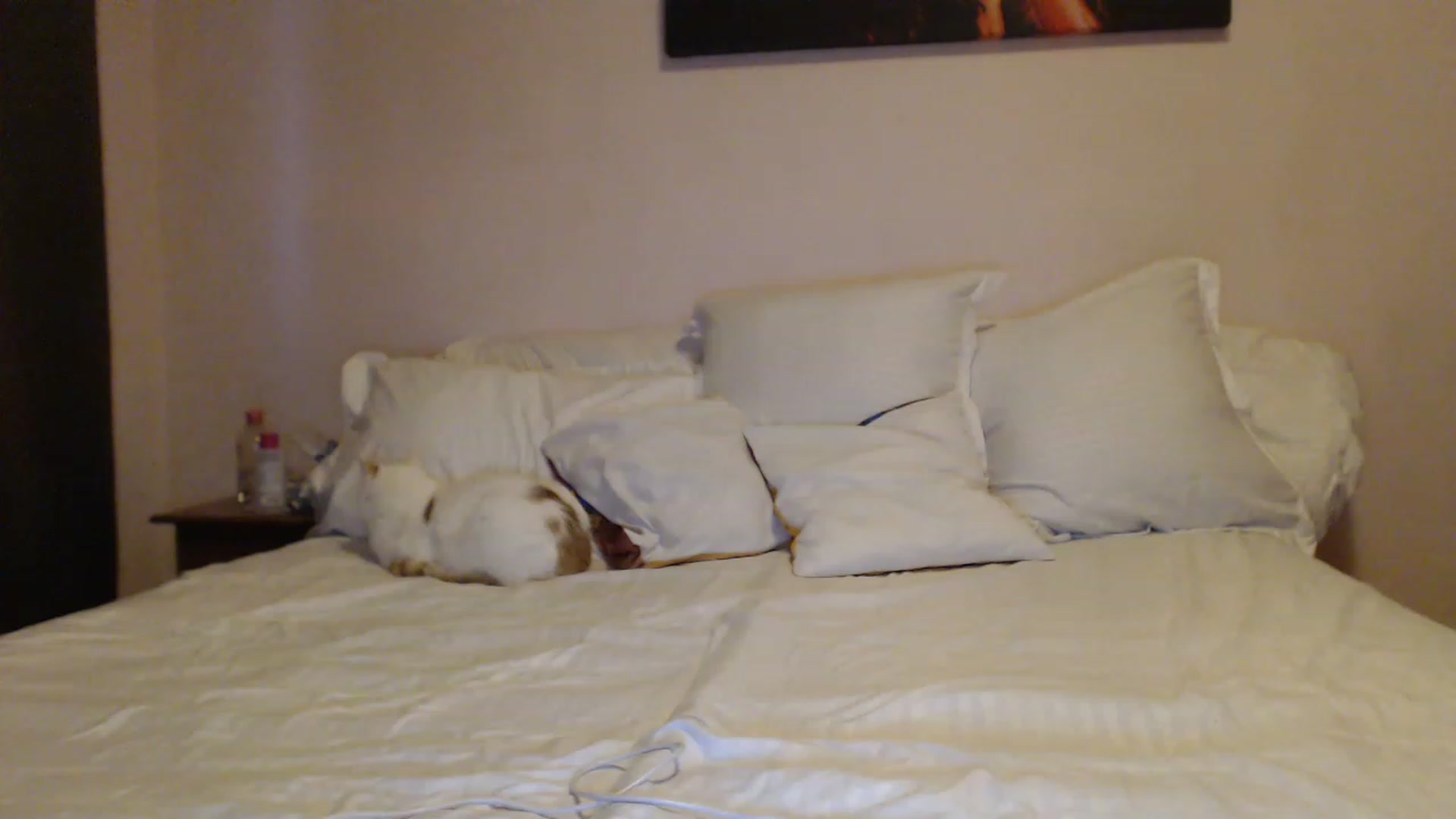 Gallery image thumbnail from Aahh_Emilia's myfreecams stream on, 02/12/2023, 15:43 image 18 of 20