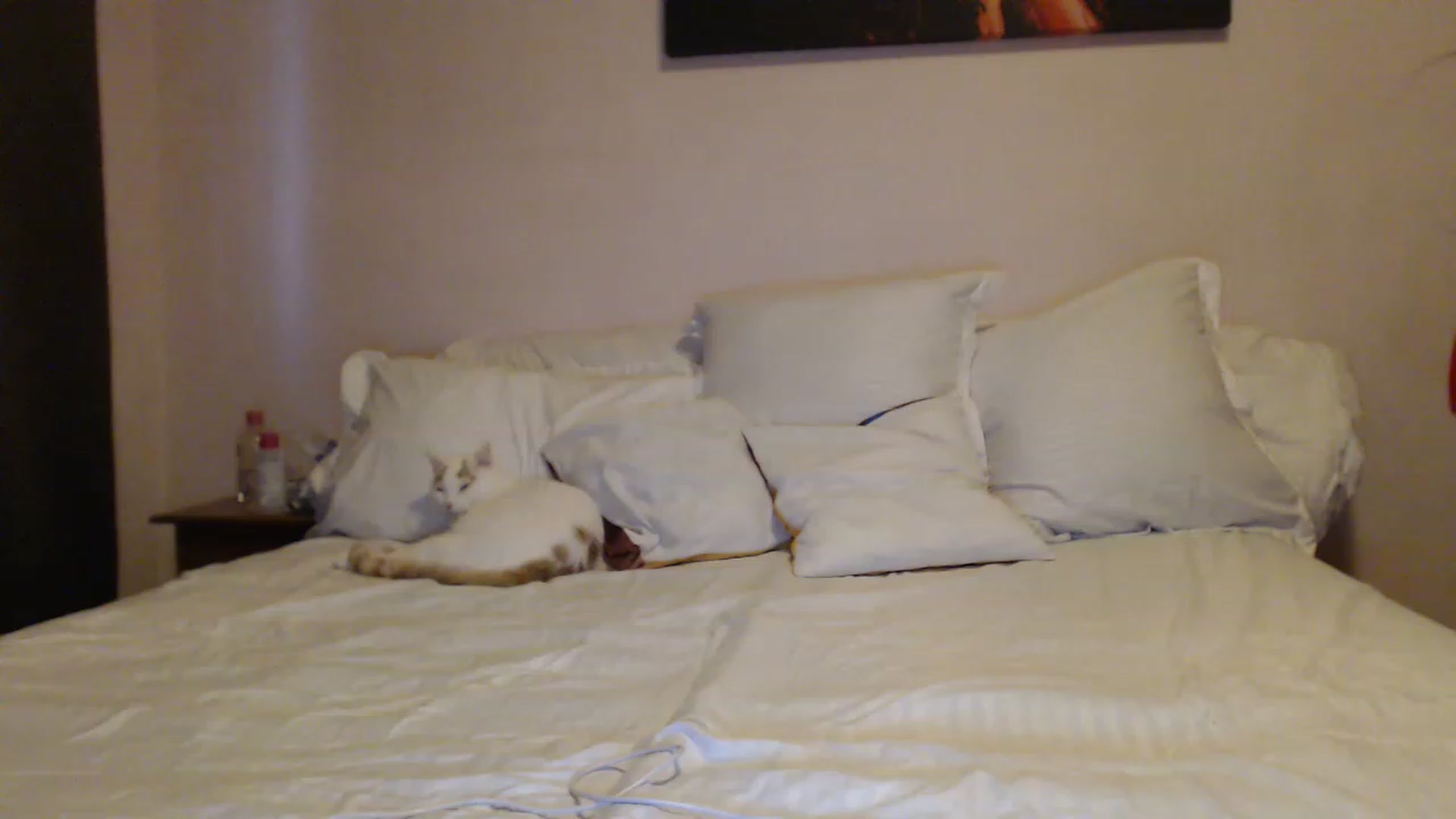 Gallery image thumbnail from Aahh_Emilia's myfreecams stream on, 02/12/2023, 15:43 image 16 of 20