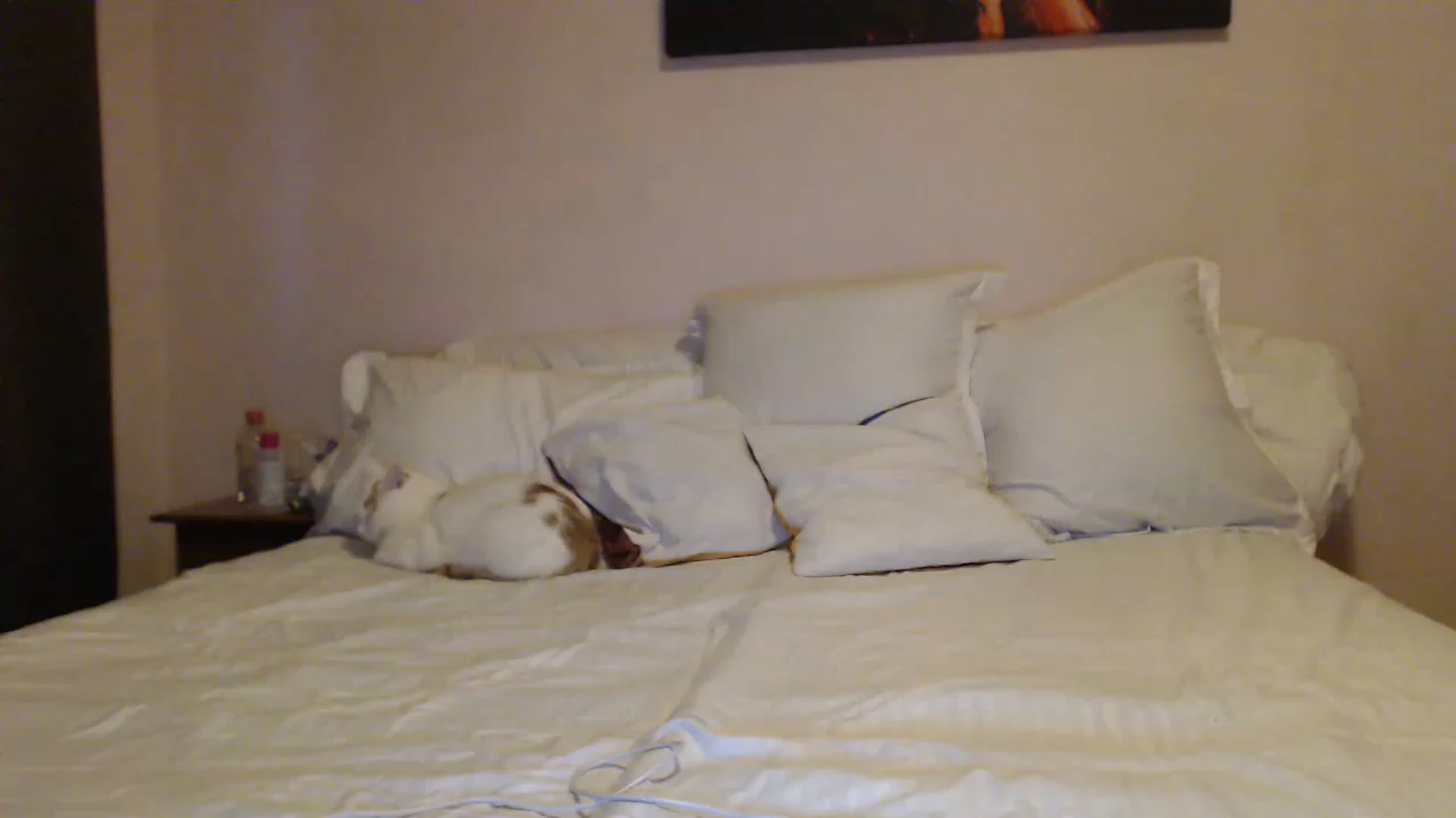 Gallery image thumbnail from Aahh_Emilia's myfreecams stream on, 02/12/2023, 15:43 image 19 of 20