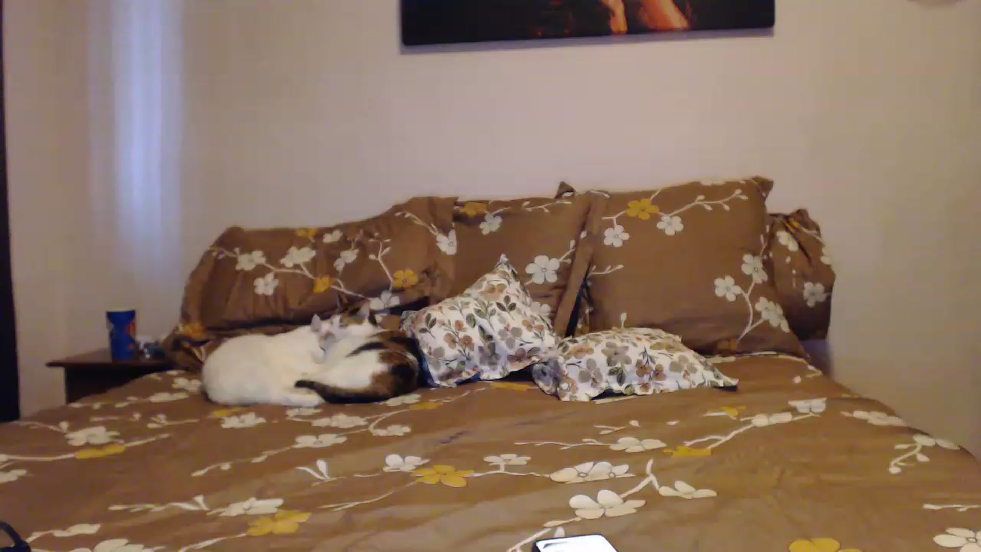 Gallery image thumbnail from Aahh_Emilia's myfreecams stream on, 03/02/2023, 15:59 image 2 of 20
