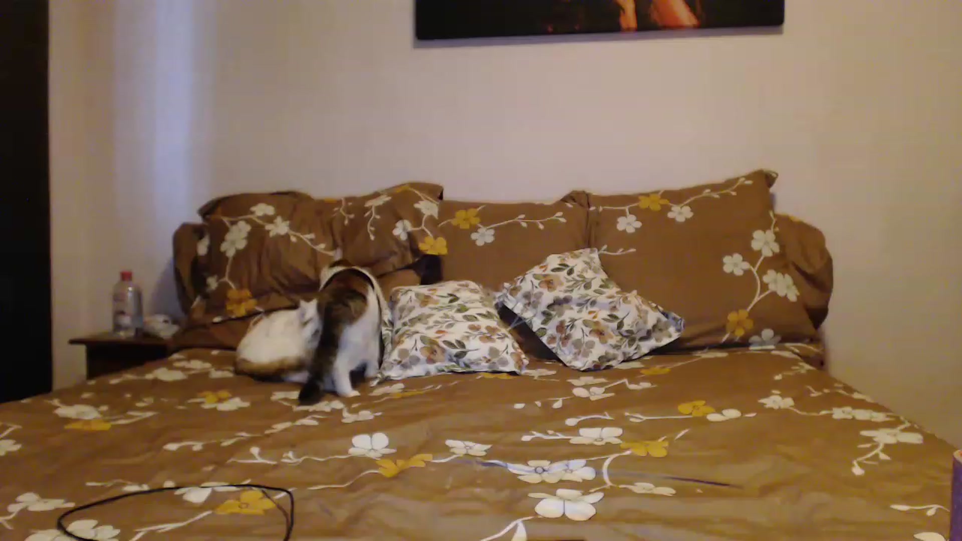 Gallery image thumbnail from Aahh_Emilia's myfreecams stream on, 03/05/2023, 15:10 image 17 of 20