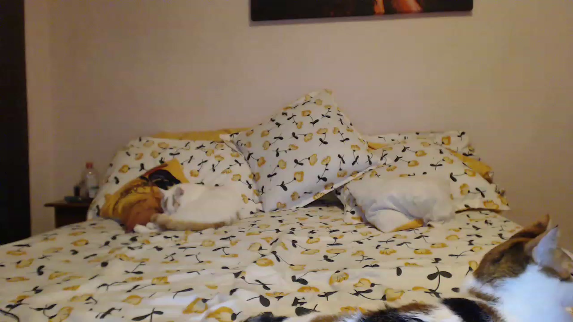 Gallery image thumbnail from Aahh_Emilia's myfreecams stream on, 03/10/2023, 18:18 image 4 of 20