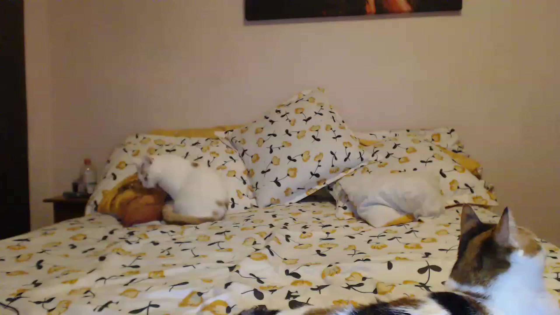 Gallery image thumbnail from Aahh_Emilia's myfreecams stream on, 03/10/2023, 18:18 image 6 of 20
