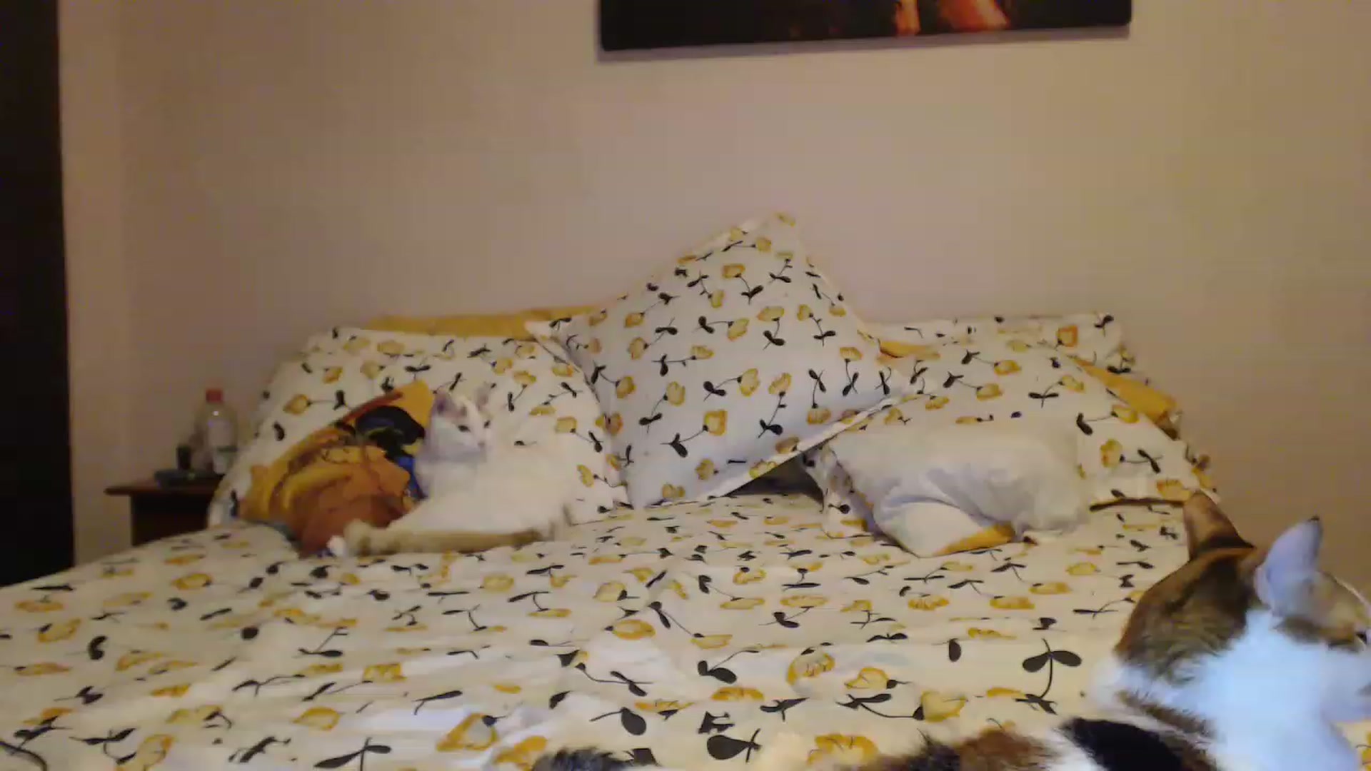 Gallery image thumbnail from Aahh_Emilia's myfreecams stream on, 03/10/2023, 18:18 image 1 of 20