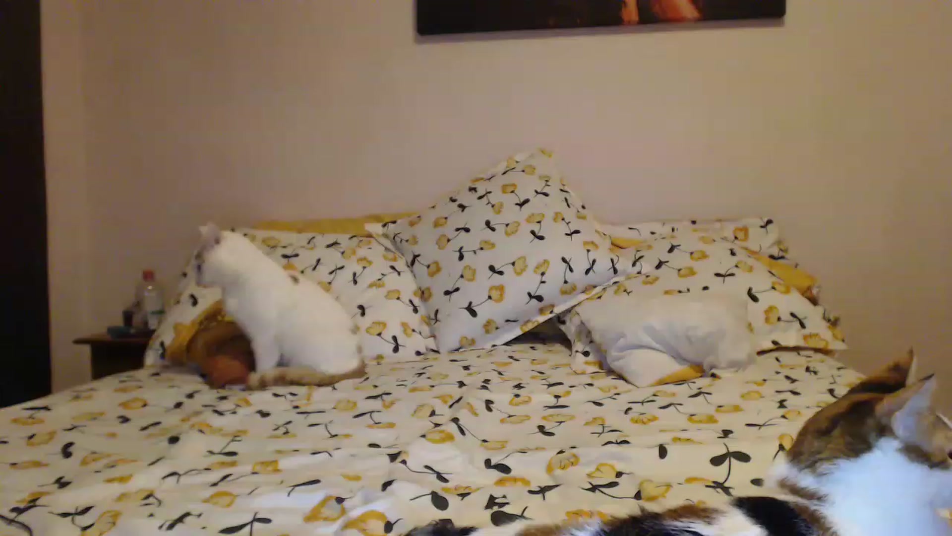 Gallery image thumbnail from Aahh_Emilia's myfreecams stream on, 03/10/2023, 18:18 image 5 of 20