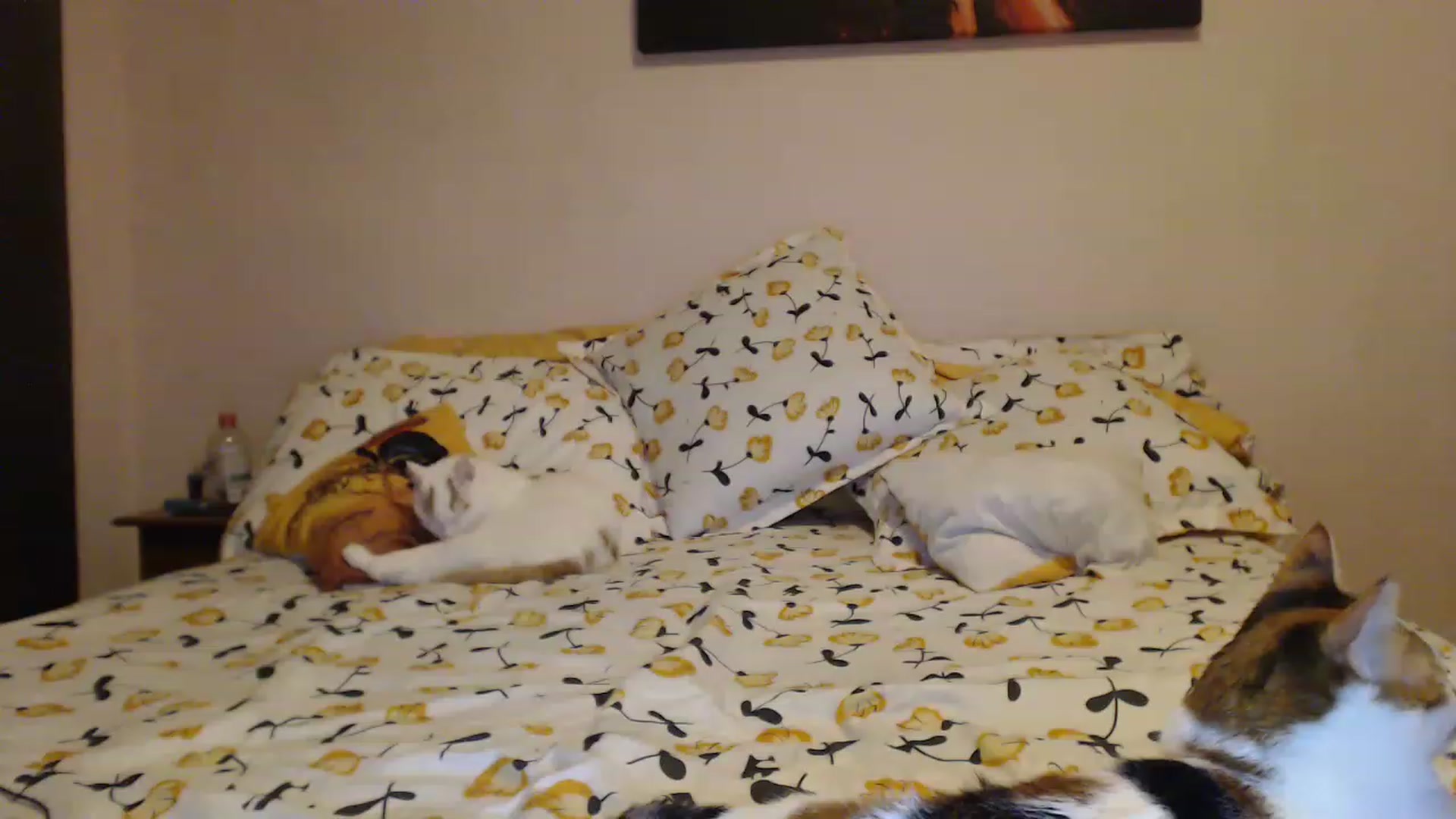 Gallery image thumbnail from Aahh_Emilia's myfreecams stream on, 03/10/2023, 18:18 image 7 of 20