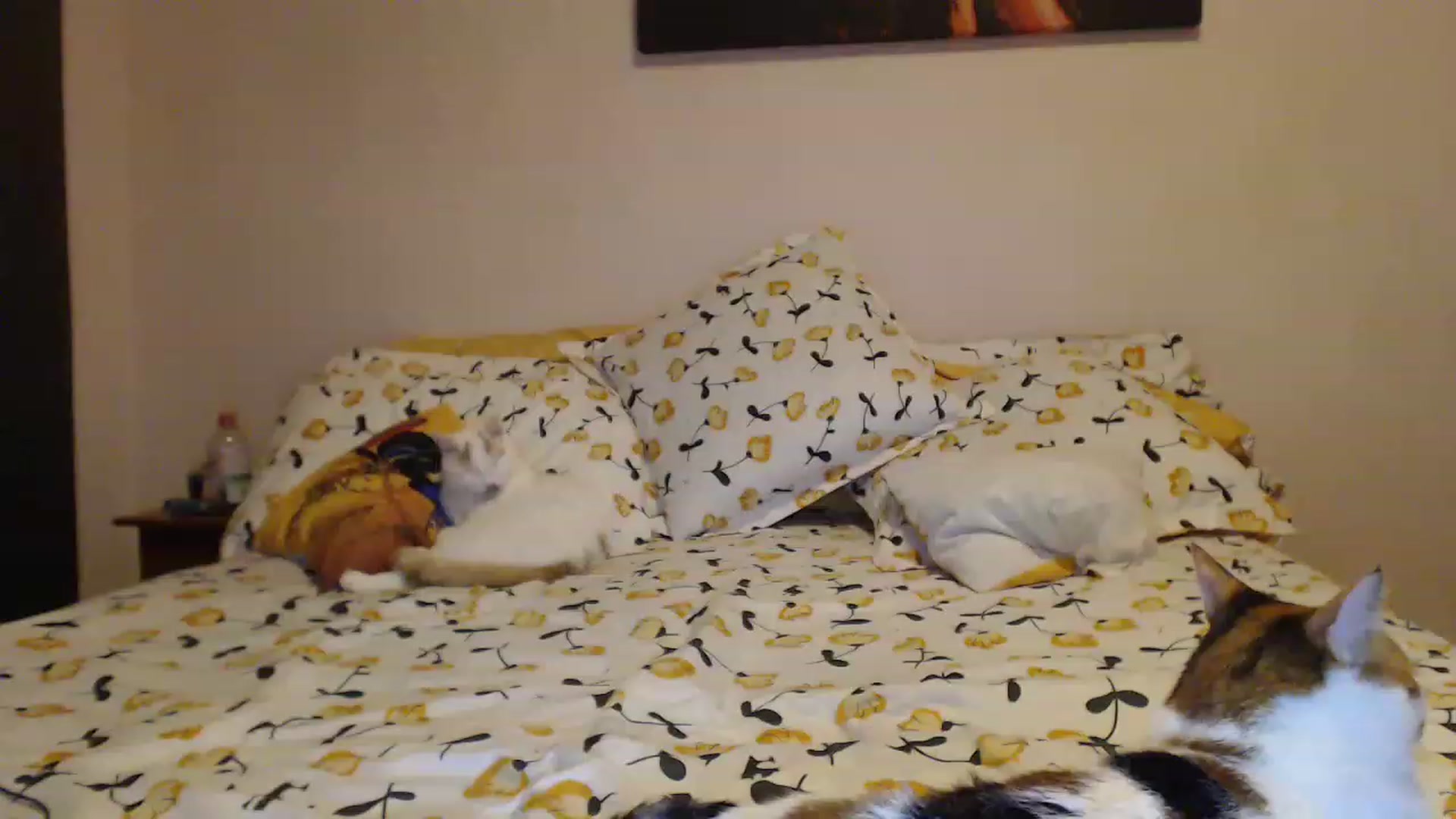 Gallery image thumbnail from Aahh_Emilia's myfreecams stream on, 03/10/2023, 18:18 image 2 of 20