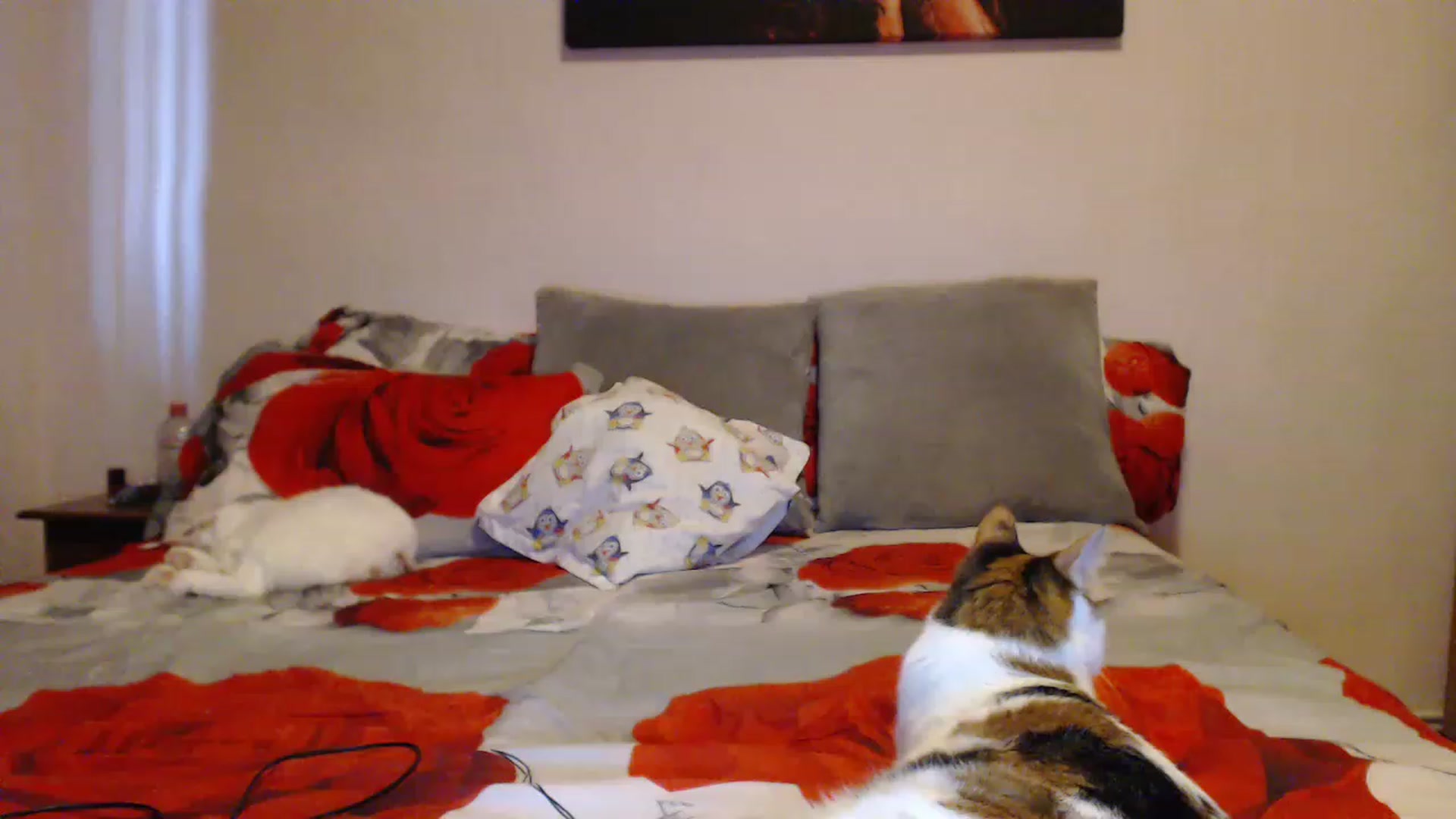 Gallery image thumbnail from Aahh_Emilia's myfreecams stream on, 03/24/2023, 15:30 image 18 of 20