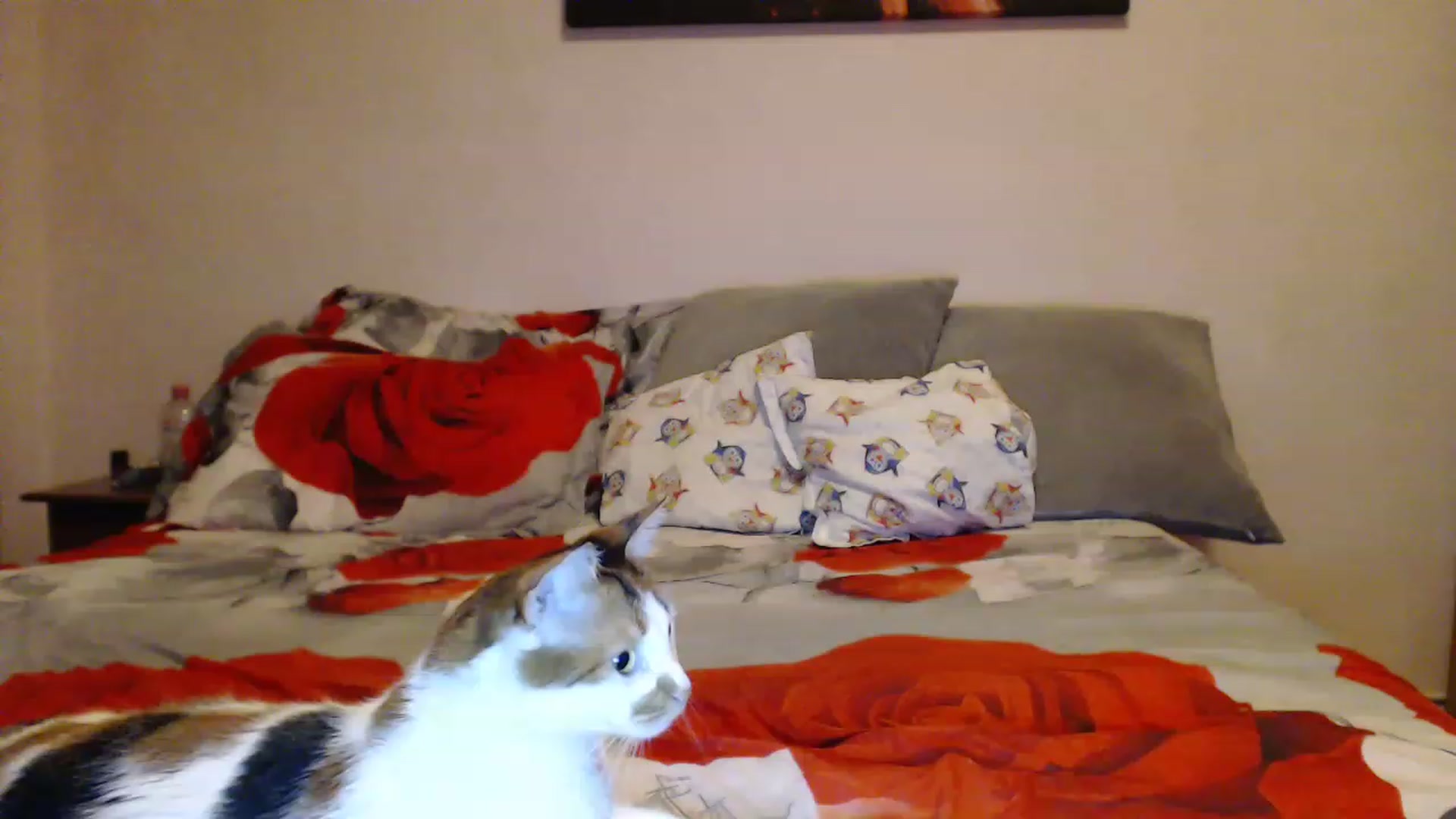 Gallery image thumbnail from Aahh_Emilia's myfreecams stream on, 03/24/2023, 17:55 image 15 of 20