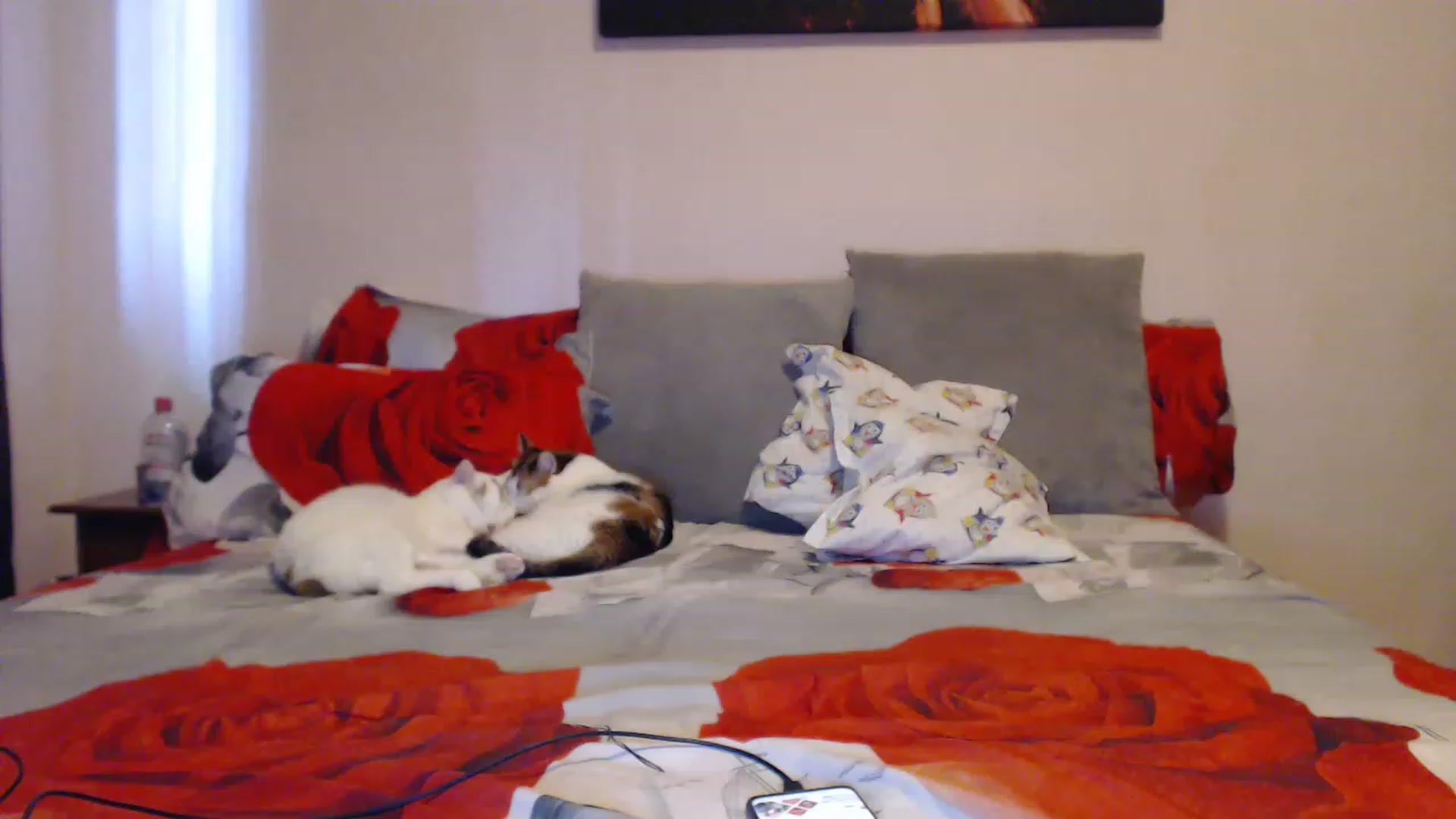 Gallery image thumbnail from Aahh_Emilia's myfreecams stream on, 03/26/2023, 14:51 image 15 of 20