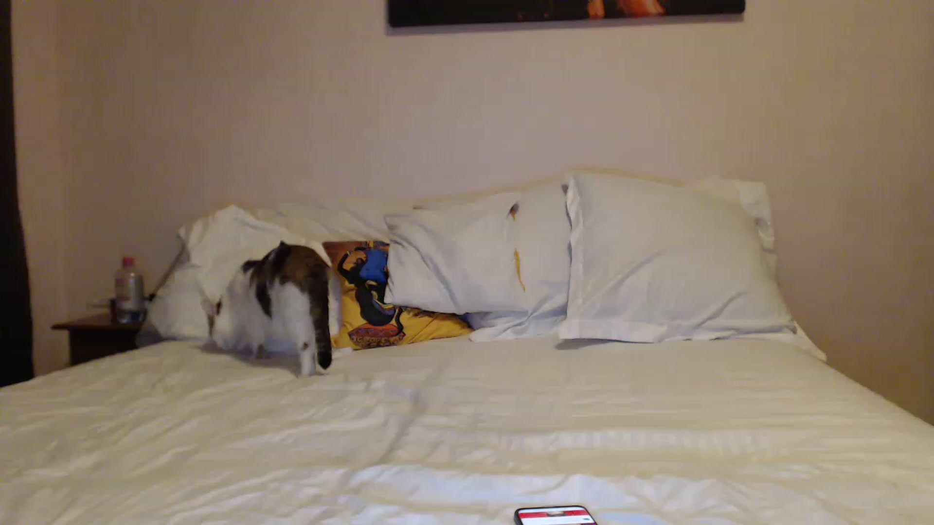 Gallery image thumbnail from Aahh_Emilia's myfreecams stream on, 03/27/2023, 17:08 image 14 of 20