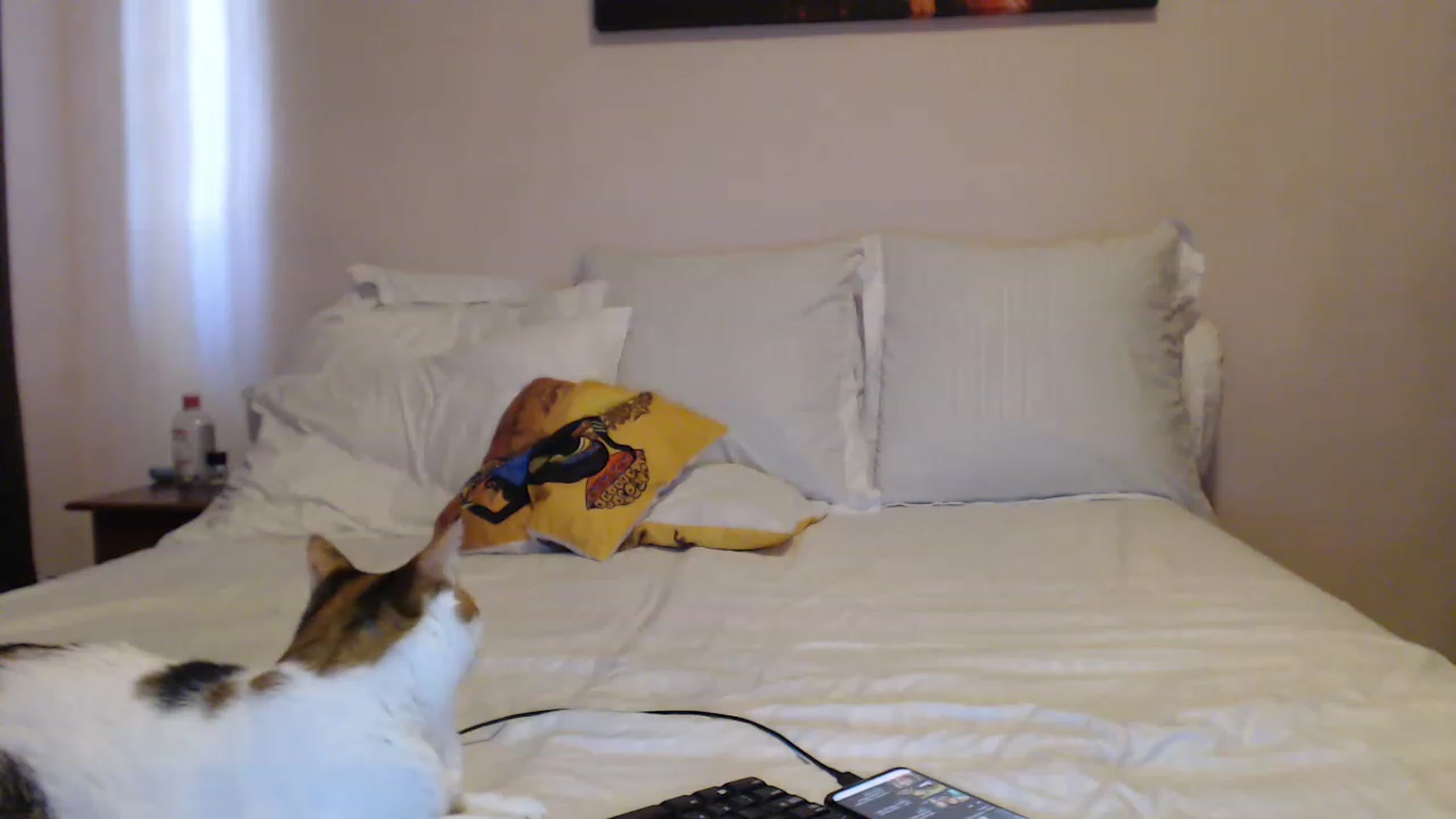 Gallery image thumbnail from Aahh_Emilia's myfreecams stream on, 03/28/2023, 15:01 image 13 of 20