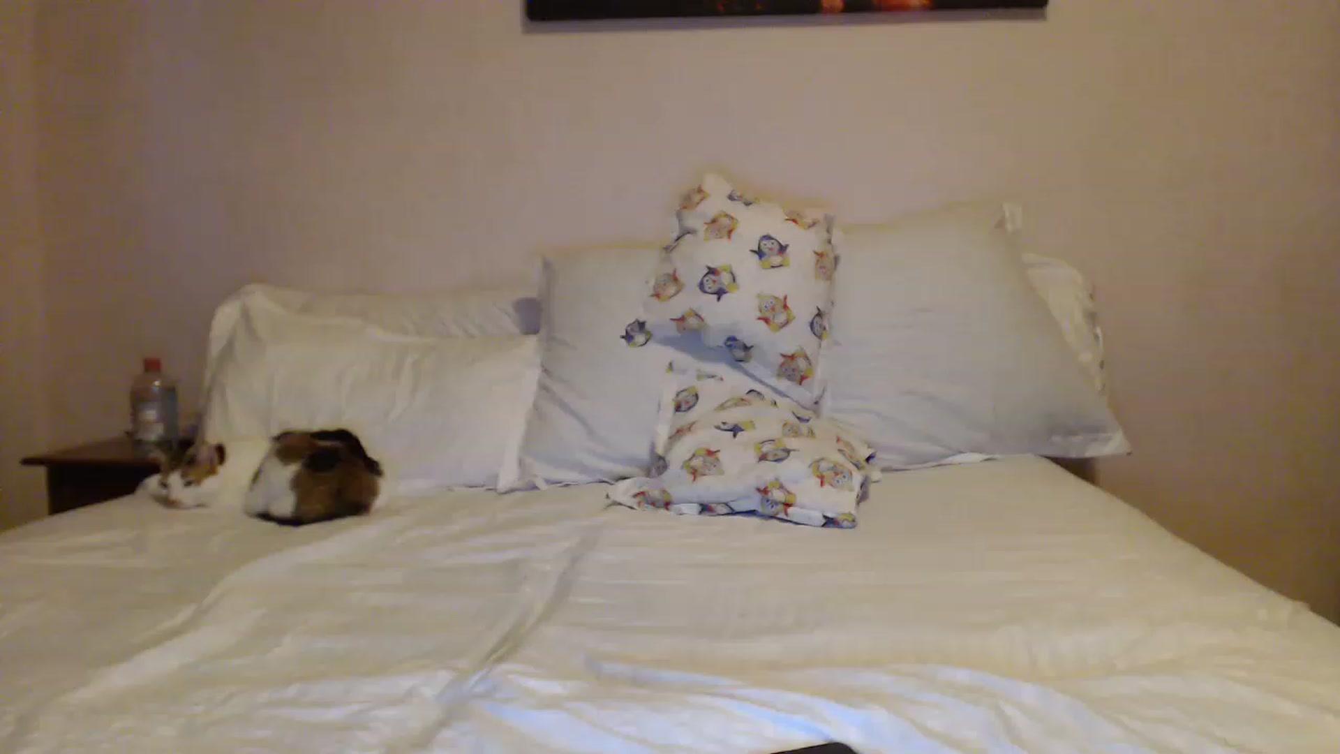 Gallery image thumbnail from Aahh_Emilia's myfreecams stream on, 04/21/2023, 17:25 image 18 of 20