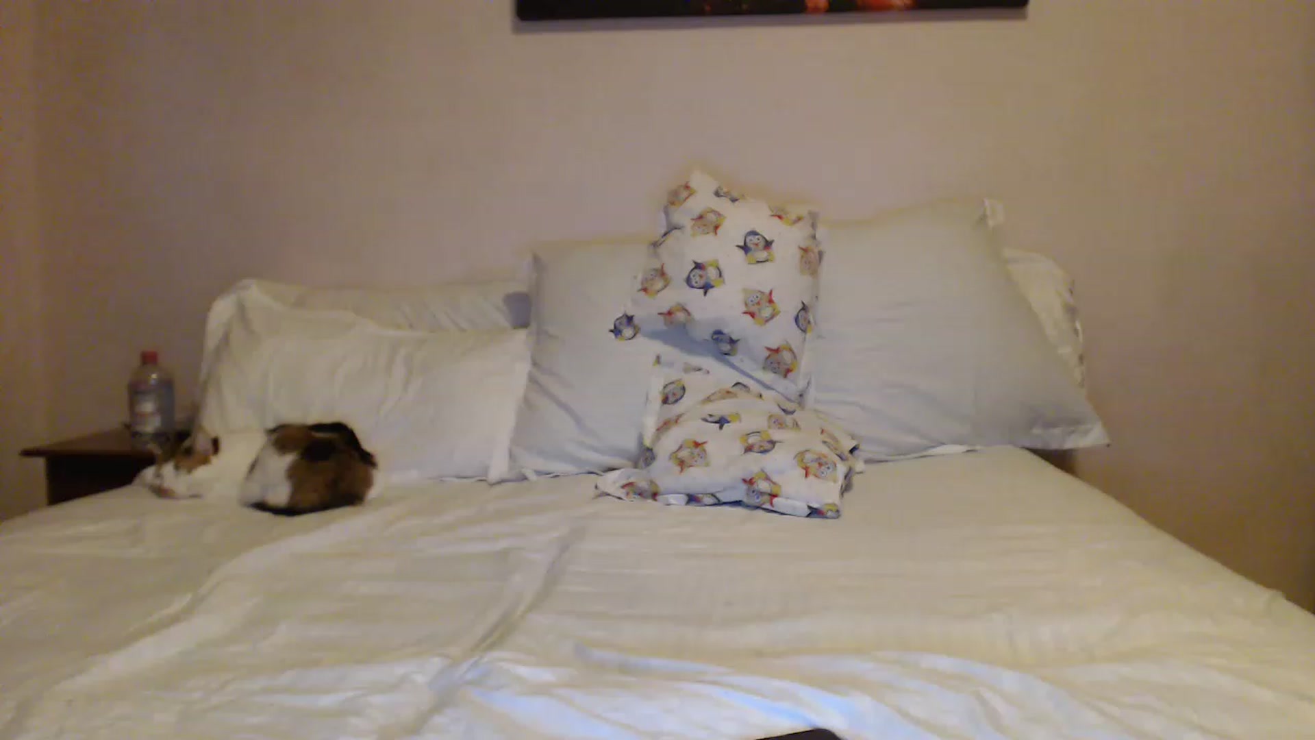 Gallery image thumbnail from Aahh_Emilia's myfreecams stream on, 04/21/2023, 17:25 image 19 of 20