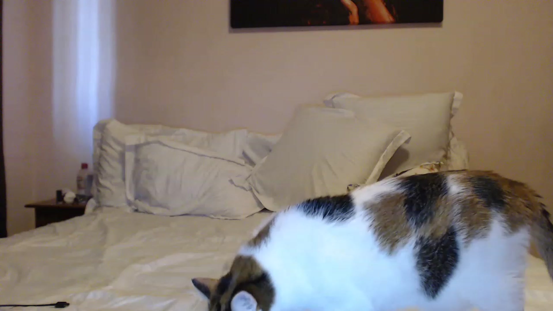 Gallery image thumbnail from Aahh_Emilia's myfreecams stream on, 04/24/2023, 16:38 image 7 of 20