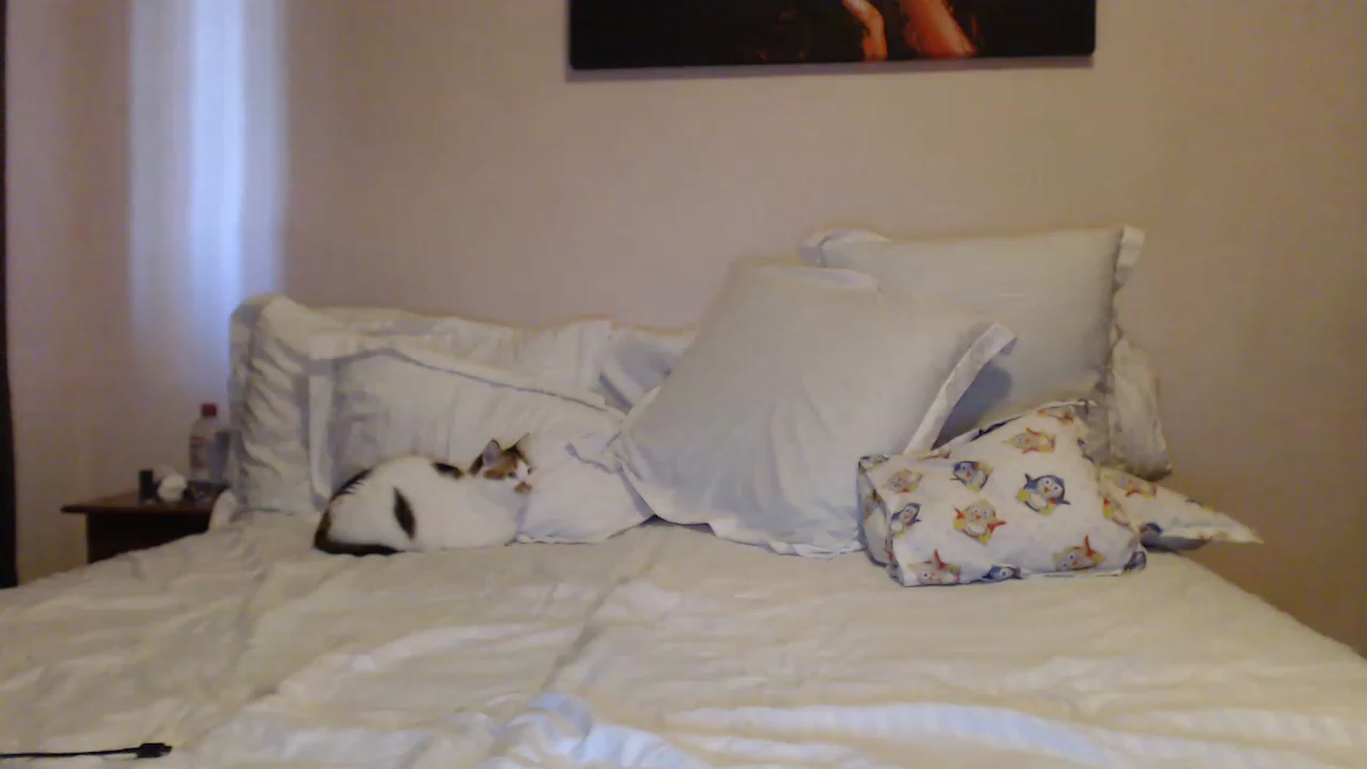 Gallery image thumbnail from Aahh_Emilia's myfreecams stream on, 04/24/2023, 16:38 image 8 of 20