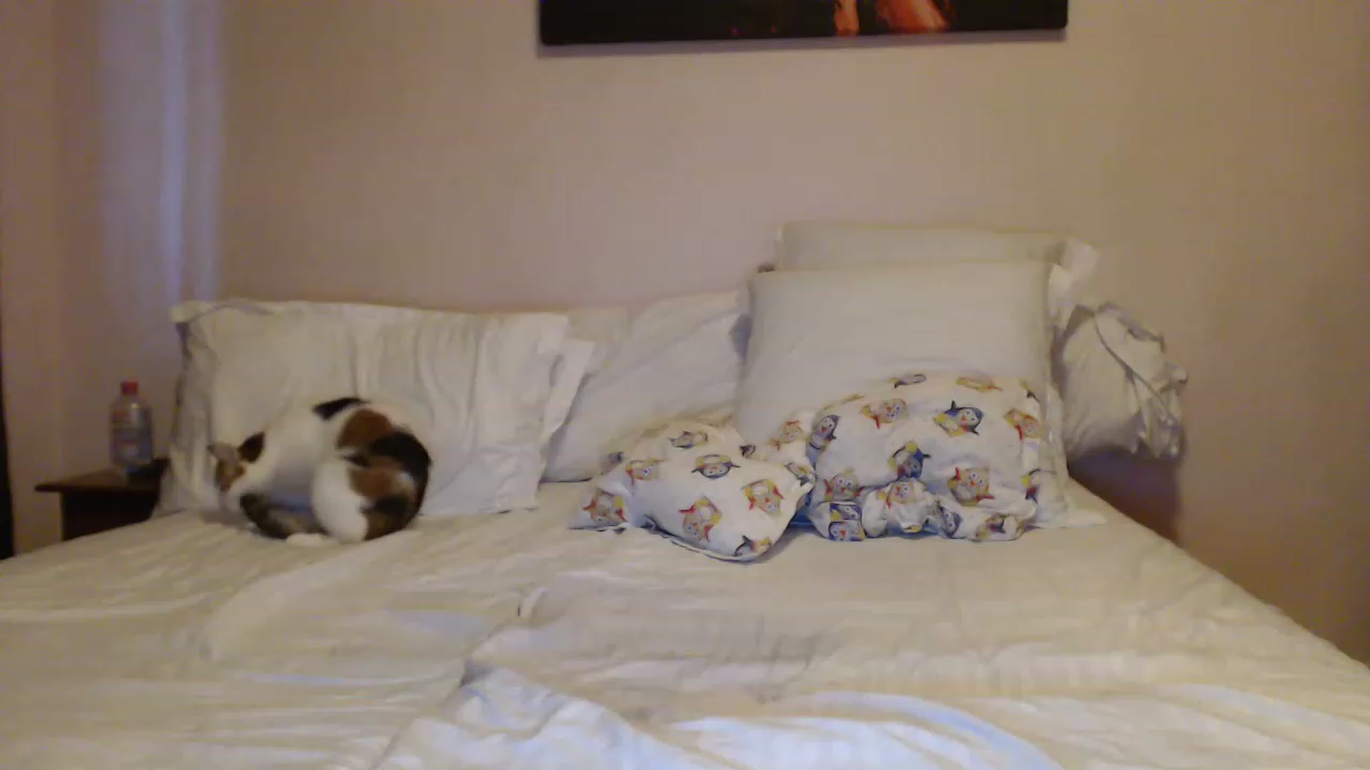Gallery image thumbnail from Aahh_Emilia's myfreecams stream on, 04/26/2023, 16:58 image 17 of 20