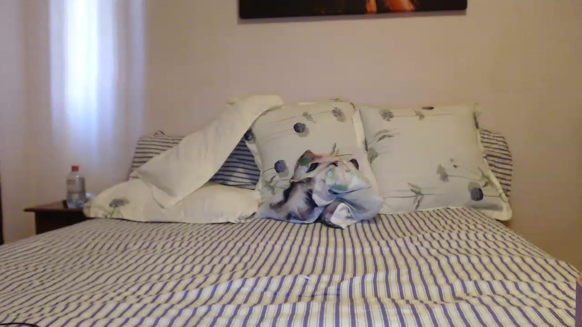 Gallery image thumbnail from Aahh_Emilia's myfreecams stream on, 04/28/2023, 16:26 image 15 of 20
