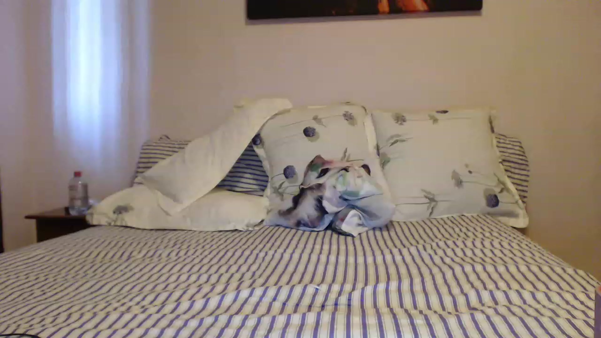 Gallery image thumbnail from Aahh_Emilia's myfreecams stream on, 04/28/2023, 16:26 image 13 of 20