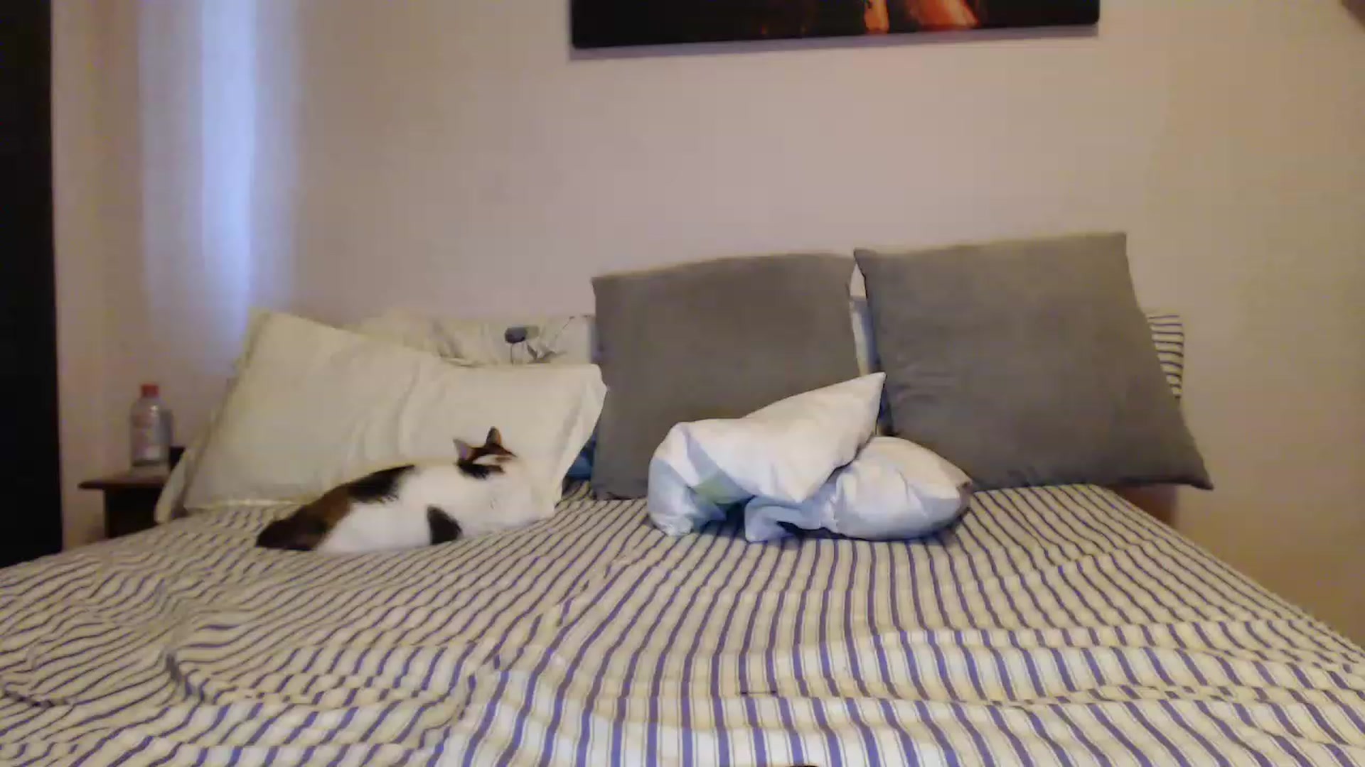 Gallery image thumbnail from Aahh_Emilia's myfreecams stream on, 05/03/2023, 17:01 image 16 of 20