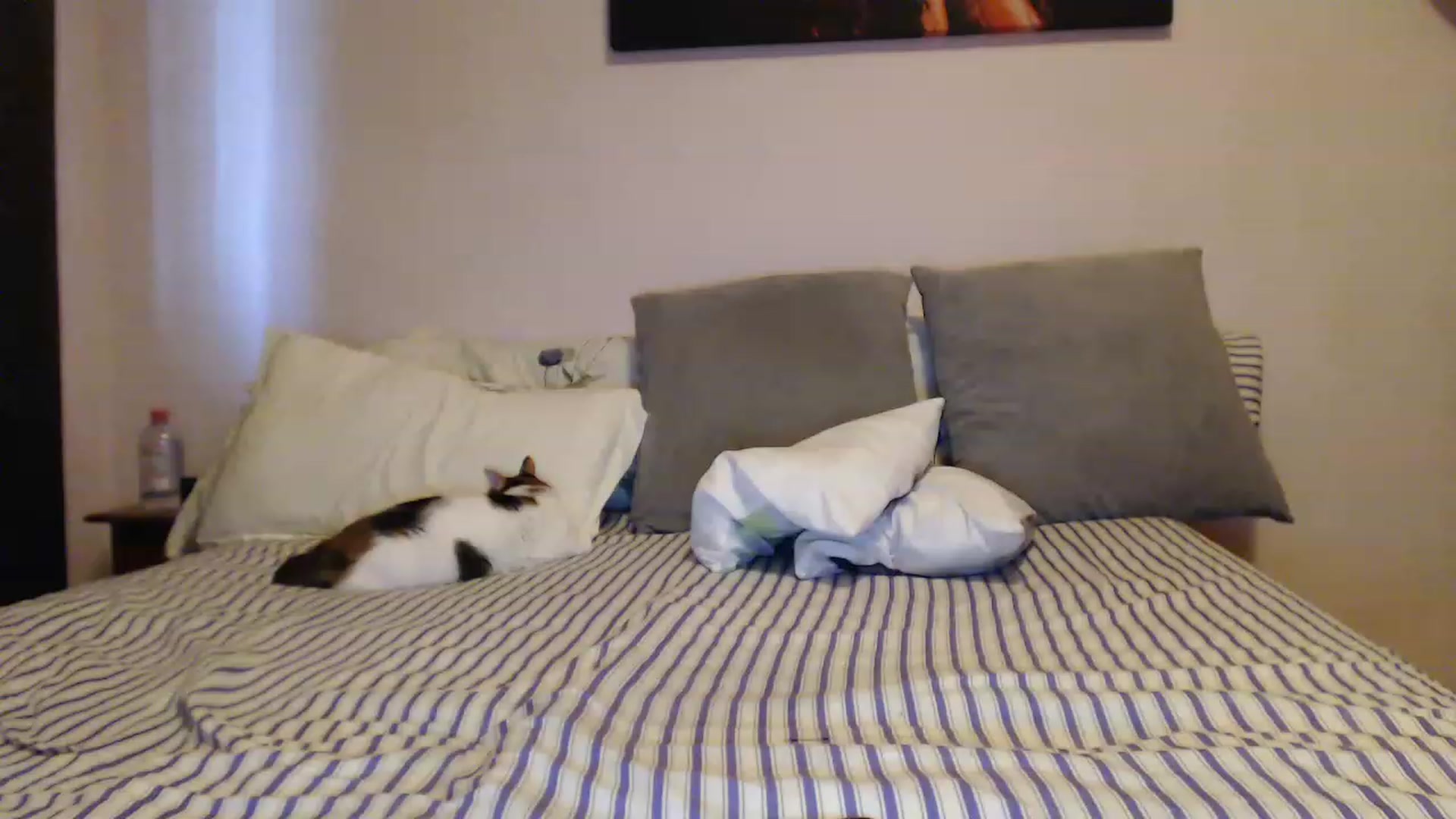 Gallery image thumbnail from Aahh_Emilia's myfreecams stream on, 05/03/2023, 17:01 image 15 of 20