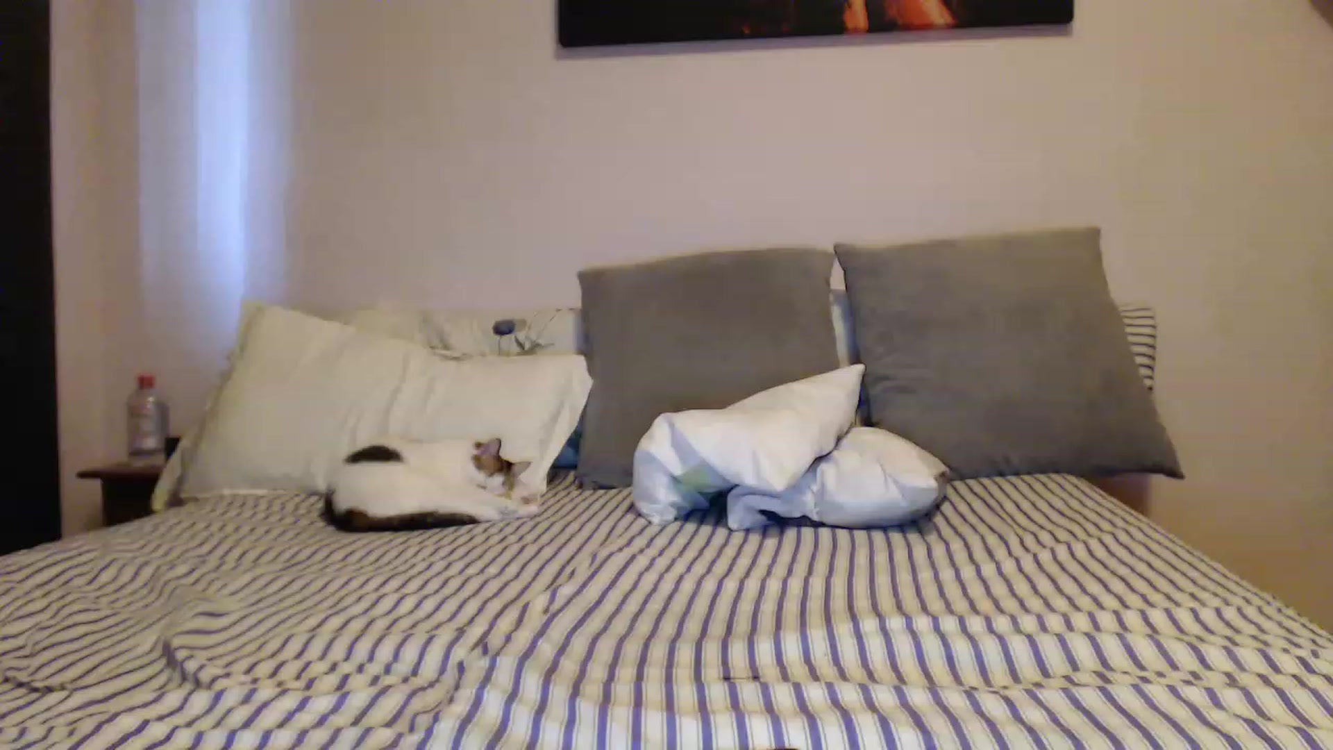 Gallery image thumbnail from Aahh_Emilia's myfreecams stream on, 05/03/2023, 17:01 image 14 of 20