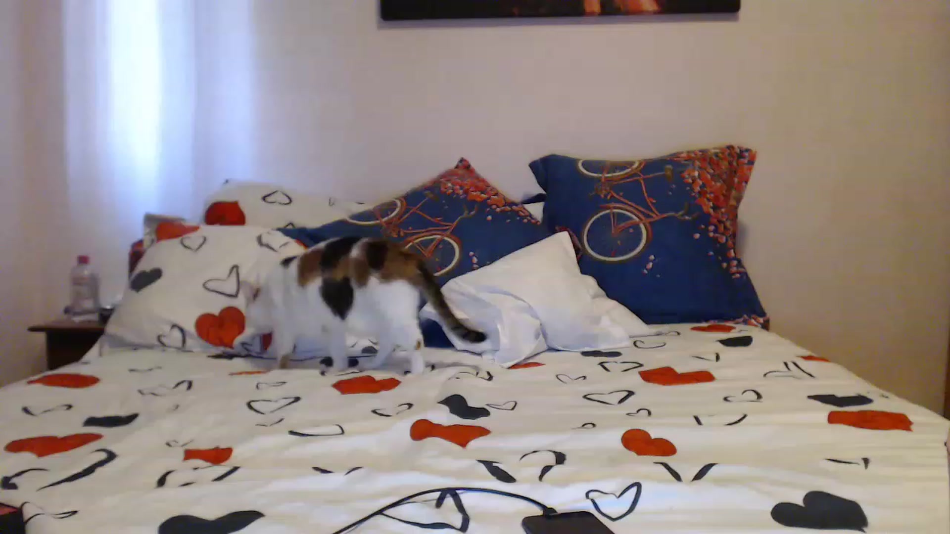 Gallery image thumbnail from Aahh_Emilia's myfreecams stream on, 05/06/2023, 16:31 image 19 of 20