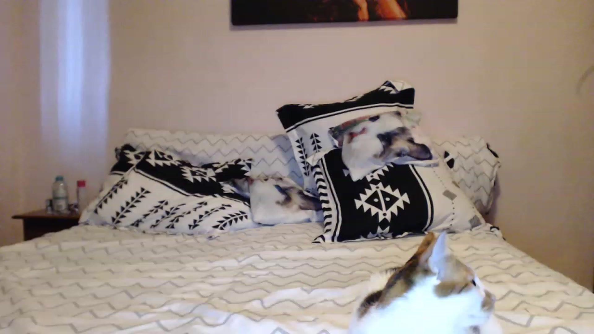 Gallery image thumbnail from Aahh_Emilia's myfreecams stream on, 05/14/2023, 16:57 image 1 of 20