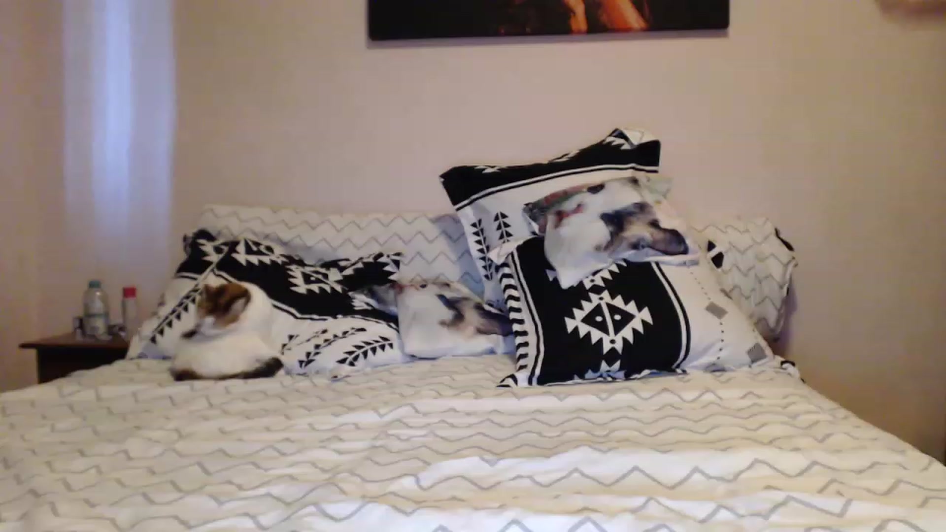Gallery image thumbnail from Aahh_Emilia's myfreecams stream on, 05/14/2023, 16:57 image 14 of 20
