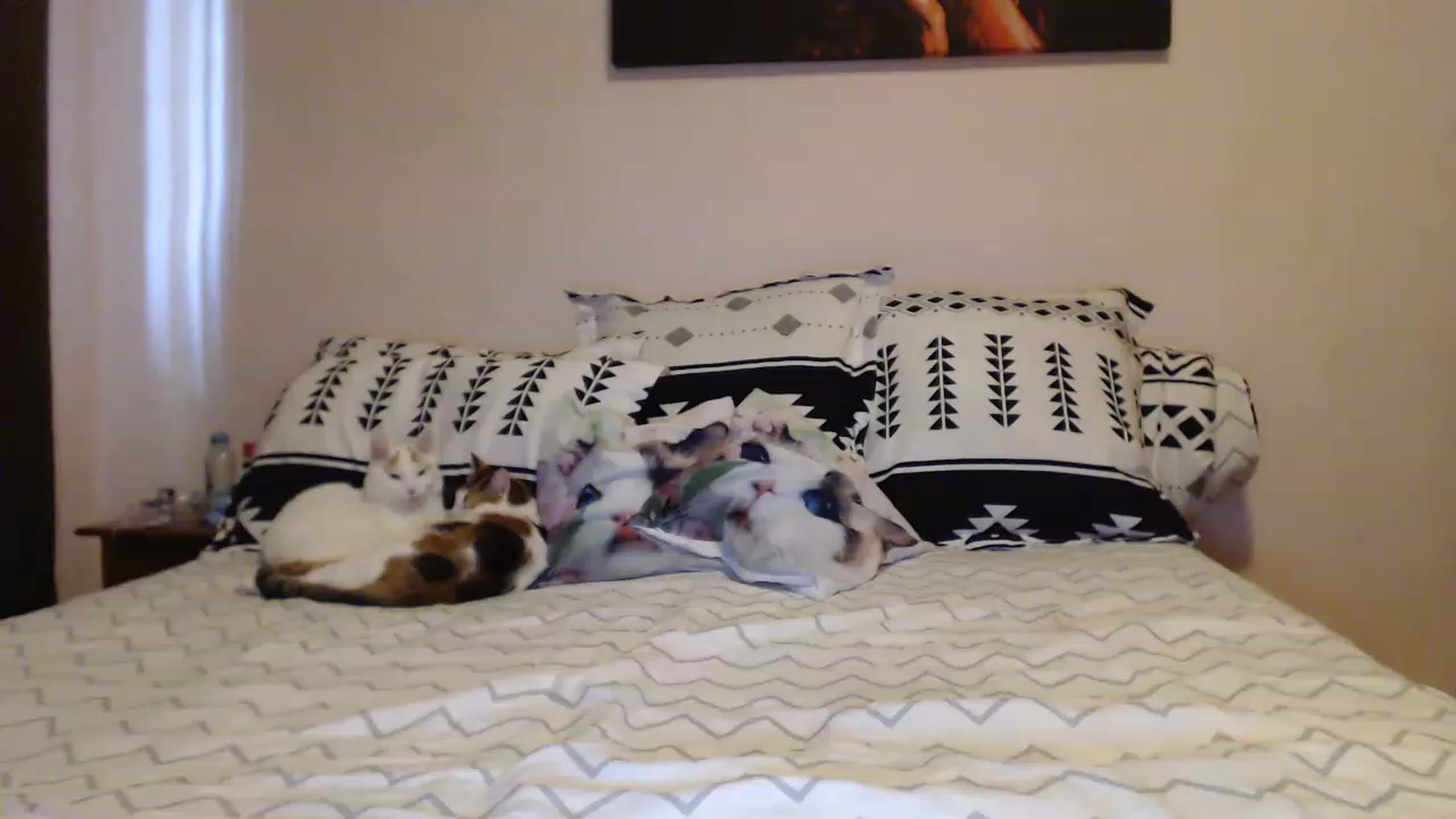 Gallery image thumbnail from Aahh_Emilia's myfreecams stream on, 05/15/2023, 14:53 image 12 of 20