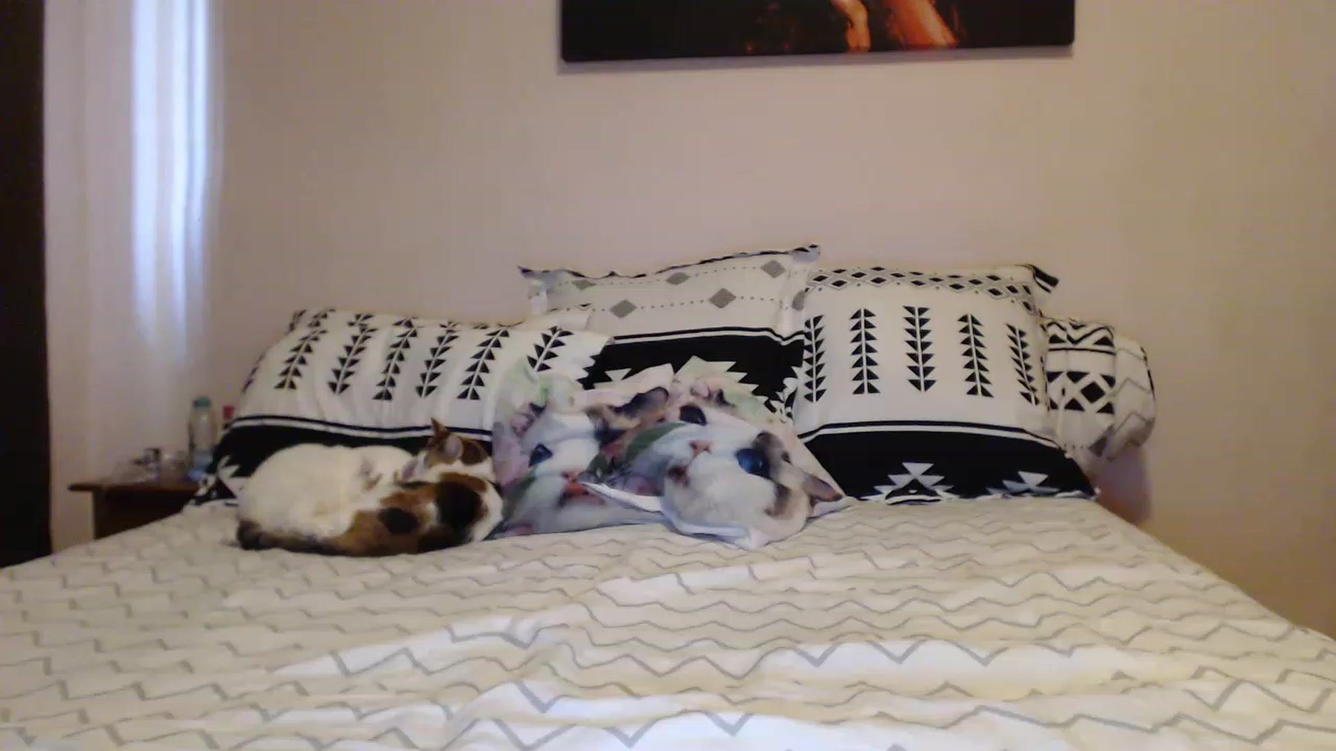 Gallery image thumbnail from Aahh_Emilia's myfreecams stream on, 05/15/2023, 14:53 image 14 of 20