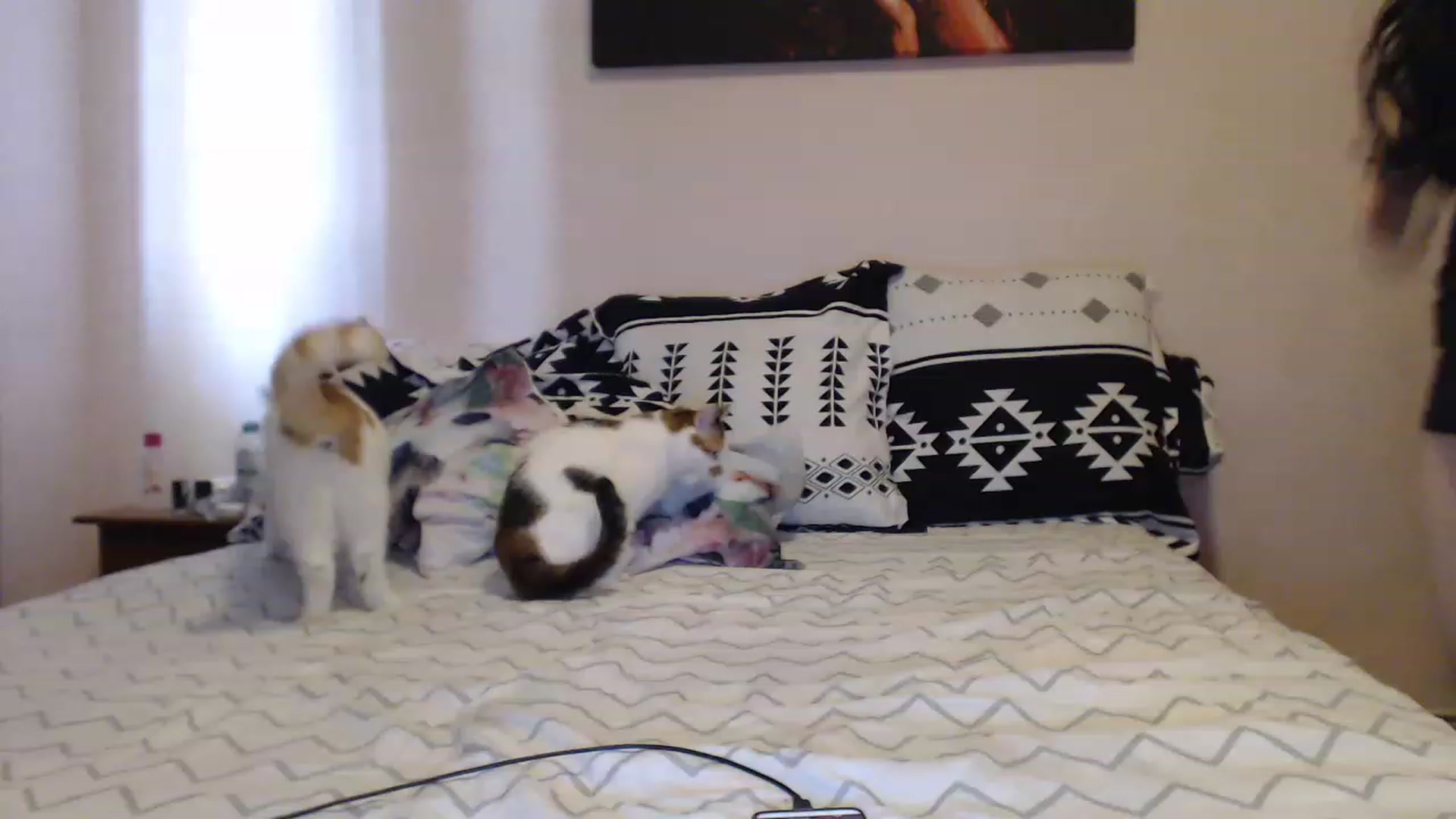 Gallery image thumbnail from Aahh_Emilia's myfreecams stream on, 05/18/2023, 15:05 image 17 of 20