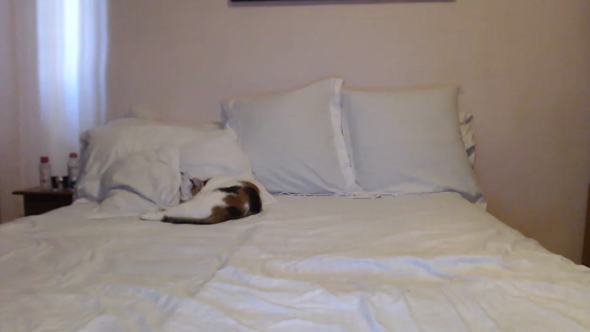 Gallery image thumbnail from Aahh_Emilia's myfreecams stream on, 05/21/2023, 15:14 image 16 of 20