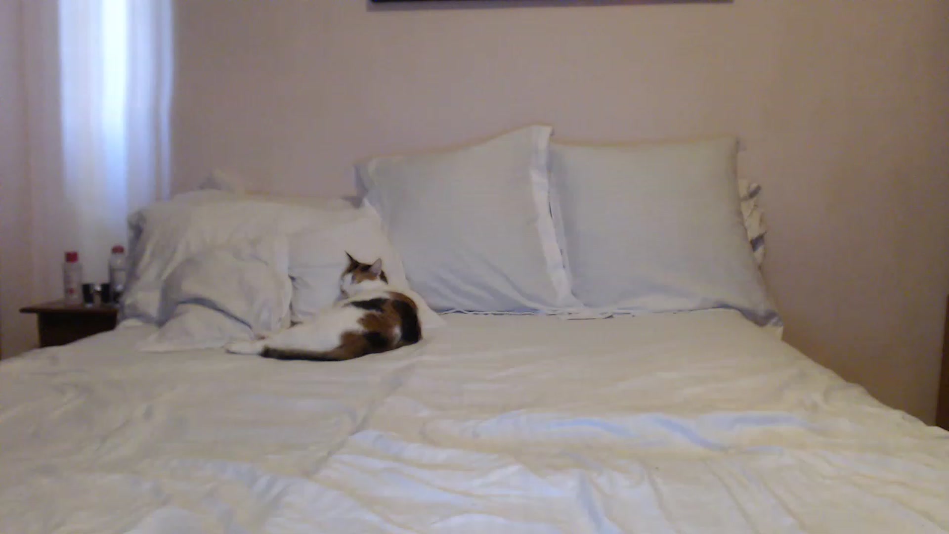 Gallery image thumbnail from Aahh_Emilia's myfreecams stream on, 05/21/2023, 15:14 image 7 of 20