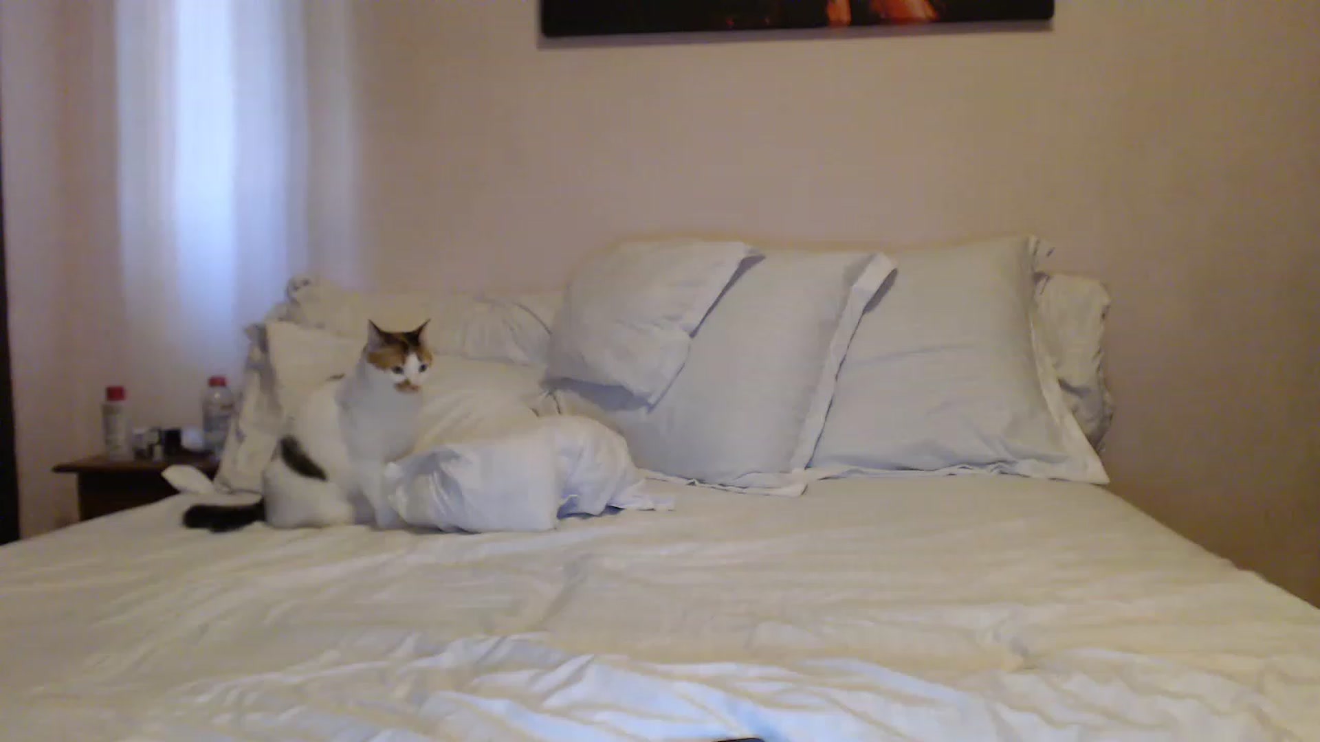 Gallery image thumbnail from Aahh_Emilia's myfreecams stream on, 05/22/2023, 16:39 image 12 of 20