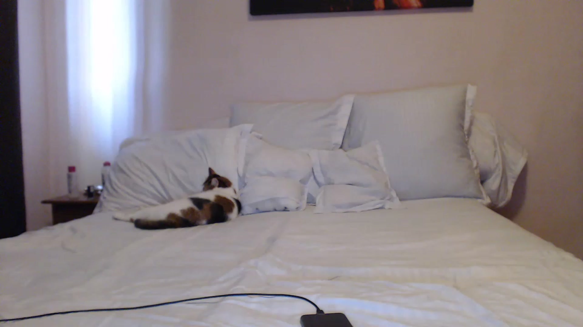 Gallery image thumbnail from Aahh_Emilia's myfreecams stream on, 05/23/2023, 14:55 image 16 of 20