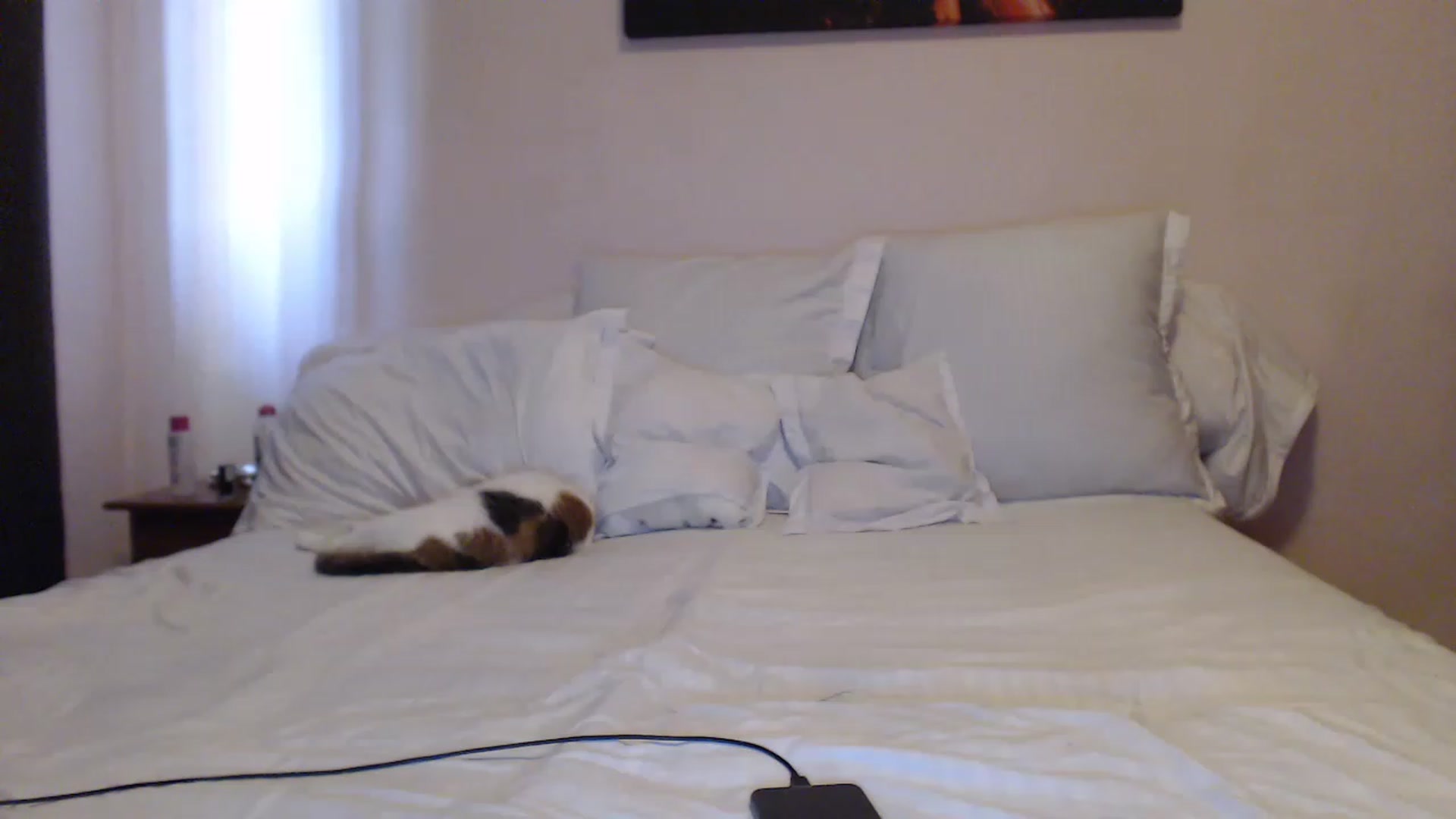 Gallery image thumbnail from Aahh_Emilia's myfreecams stream on, 05/23/2023, 14:55 image 17 of 20
