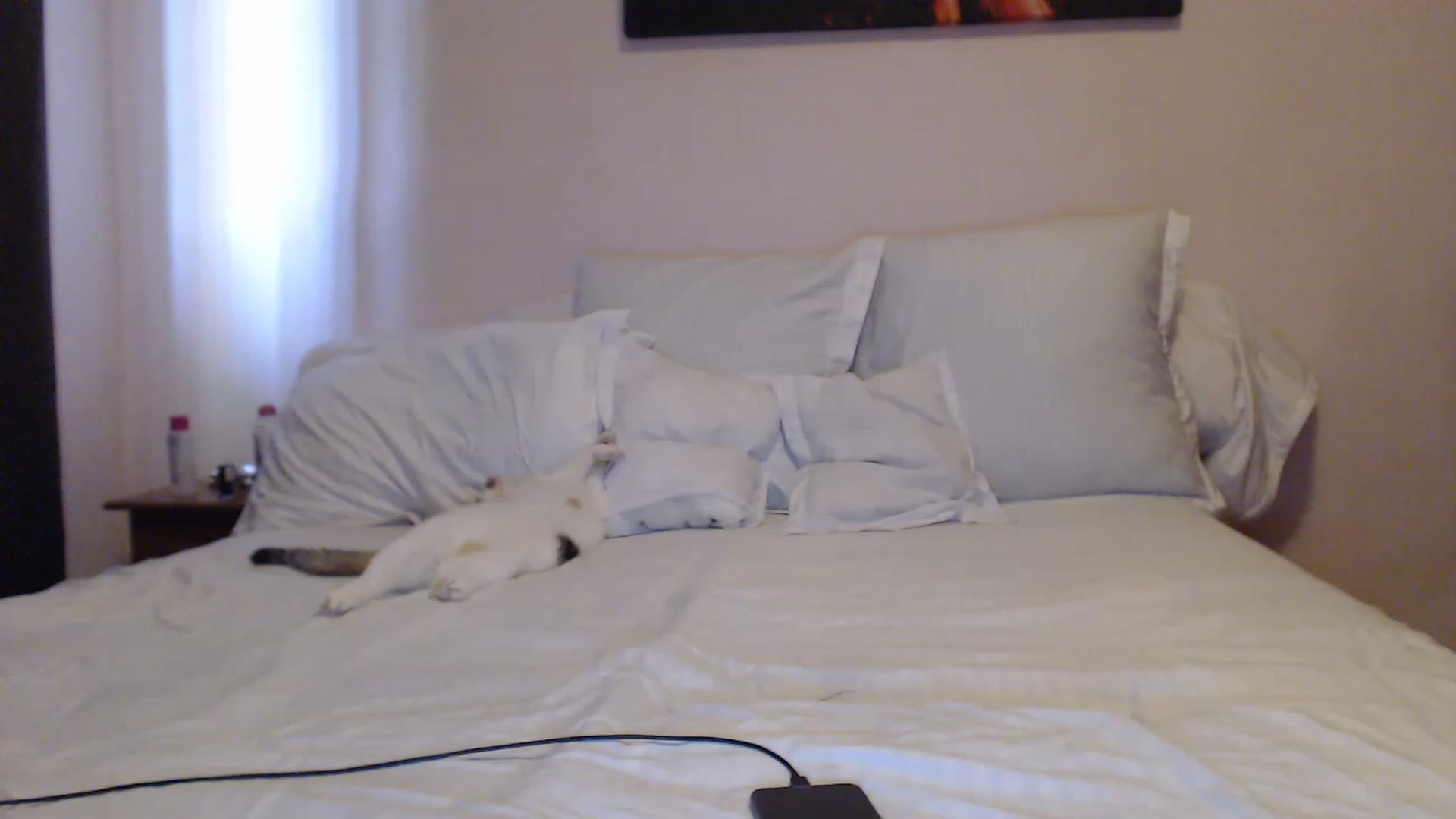 Gallery image thumbnail from Aahh_Emilia's myfreecams stream on, 05/23/2023, 14:55 image 18 of 20