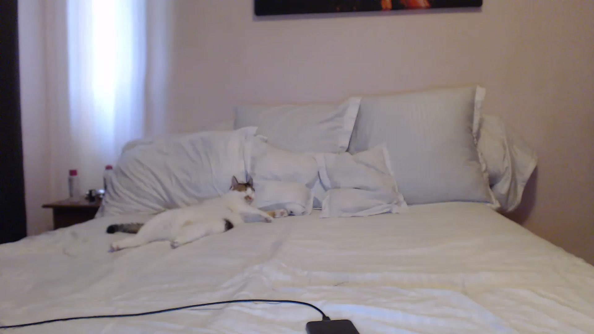 Gallery image thumbnail from Aahh_Emilia's myfreecams stream on, 05/23/2023, 14:55 image 19 of 20