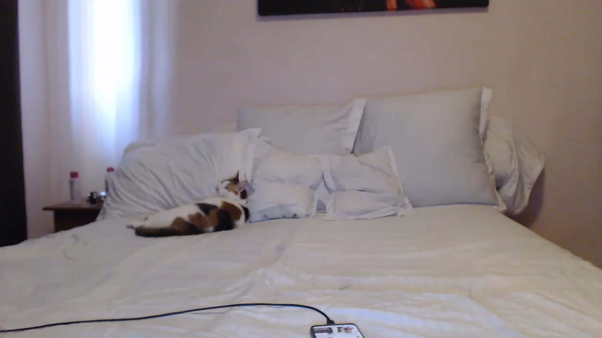 Gallery image thumbnail from Aahh_Emilia's myfreecams stream on, 05/23/2023, 14:55 image 15 of 20