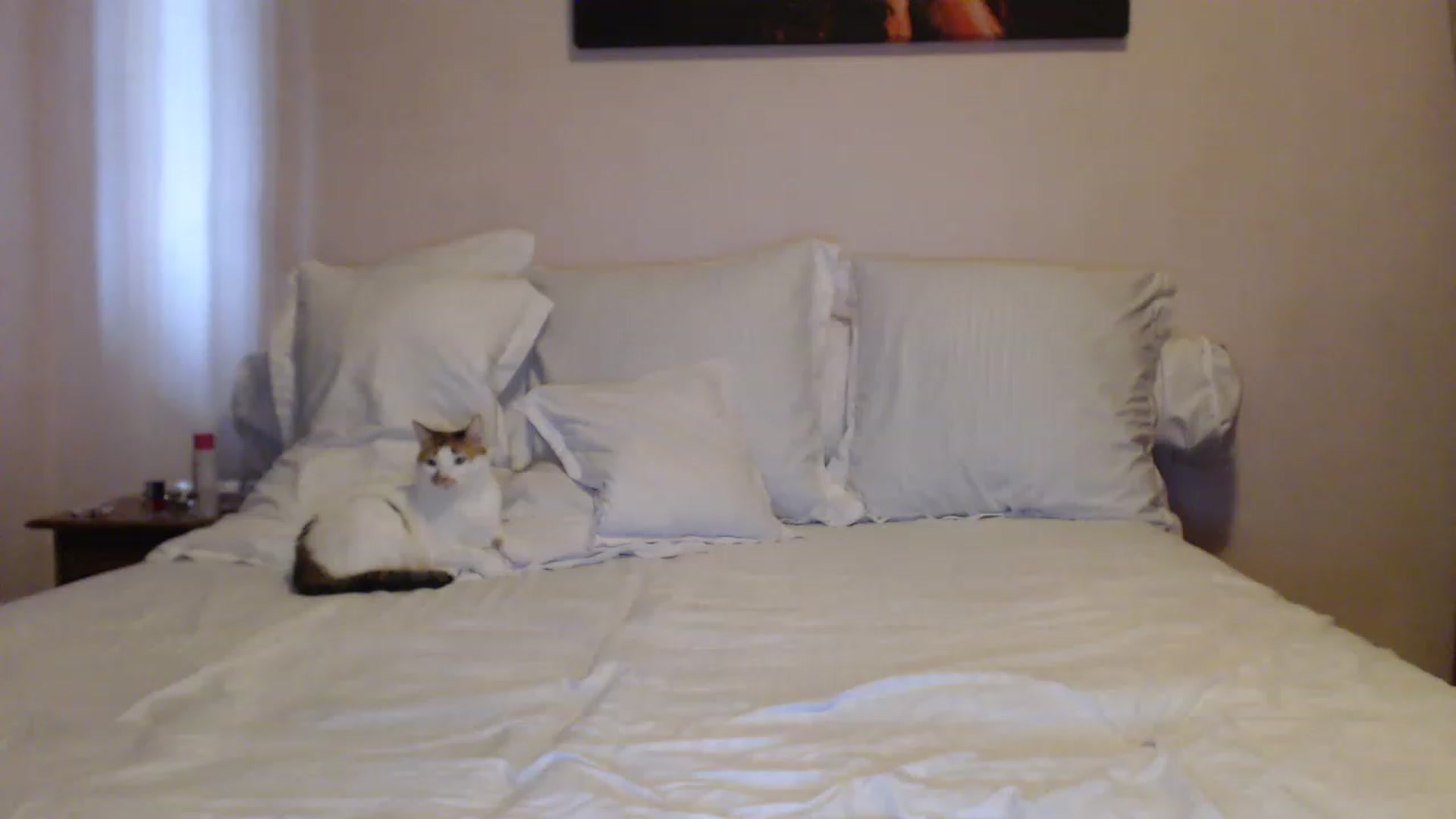 Gallery image thumbnail from Aahh_Emilia's myfreecams stream on, 05/26/2023, 15:13 image 8 of 20