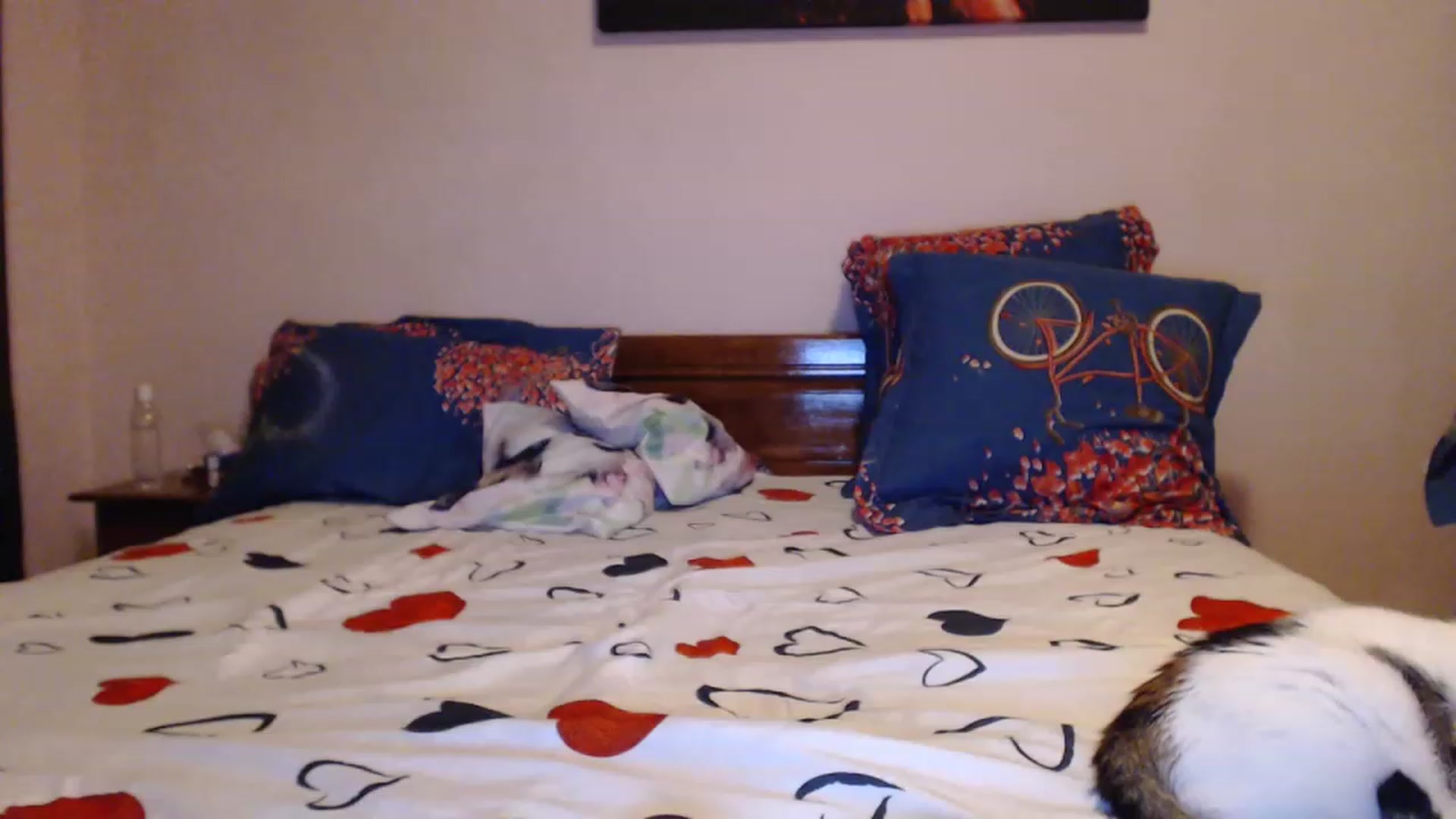 Gallery image thumbnail from Aahh_Emilia's myfreecams stream on, 05/28/2023, 18:23 image 18 of 20
