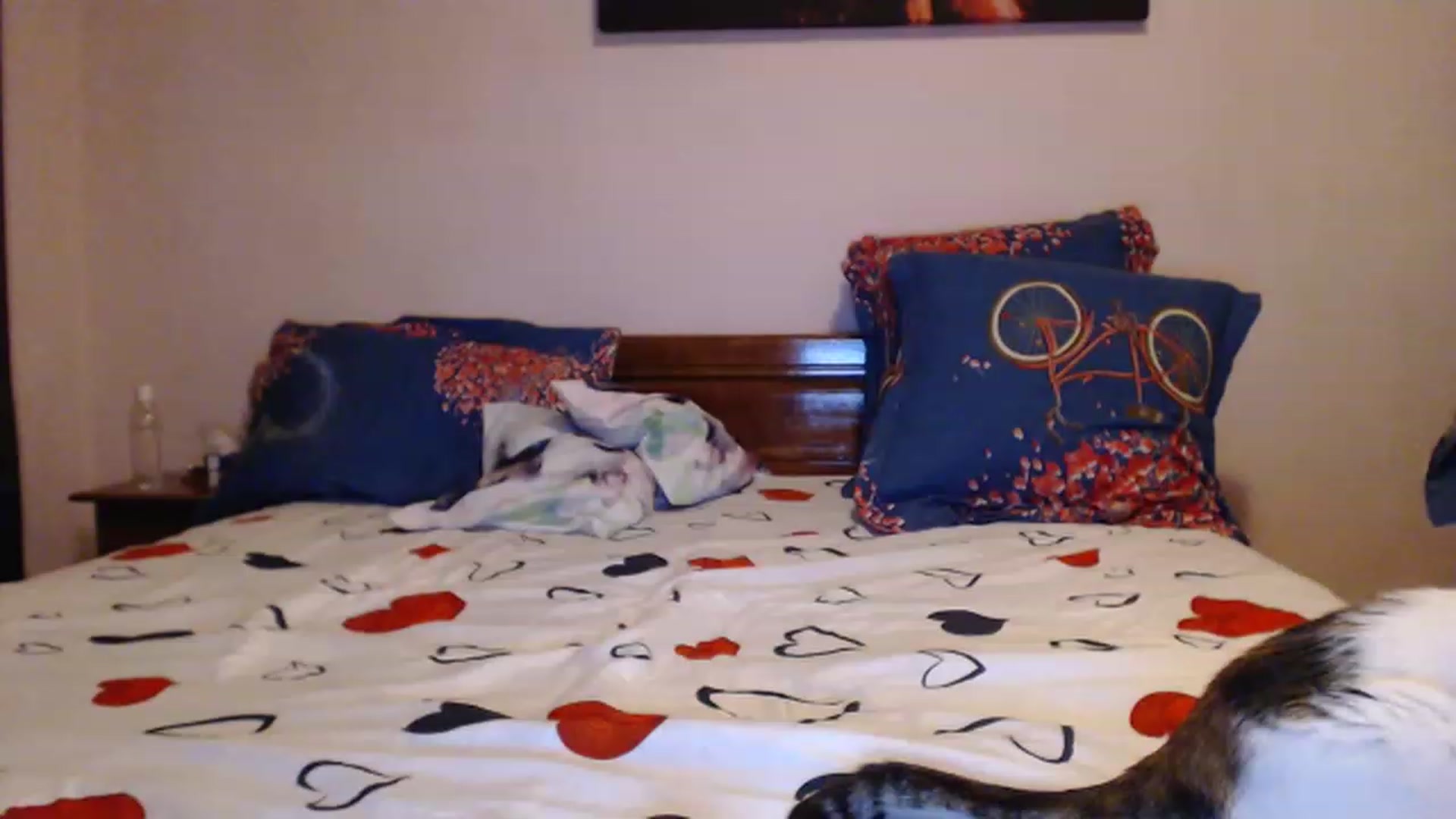 Gallery image thumbnail from Aahh_Emilia's myfreecams stream on, 05/28/2023, 18:23 image 16 of 20