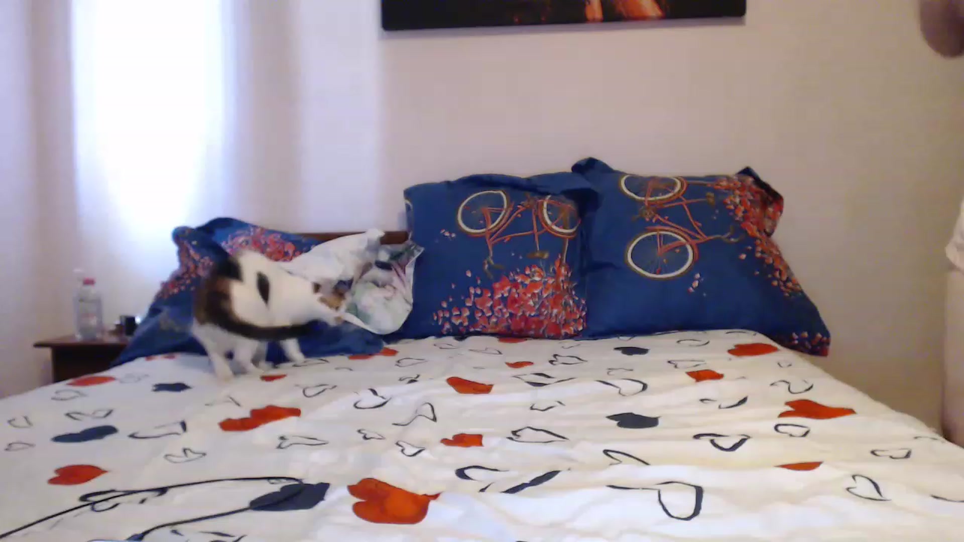 Gallery image thumbnail from Aahh_Emilia's myfreecams stream on, 05/29/2023, 16:15 image 8 of 20
