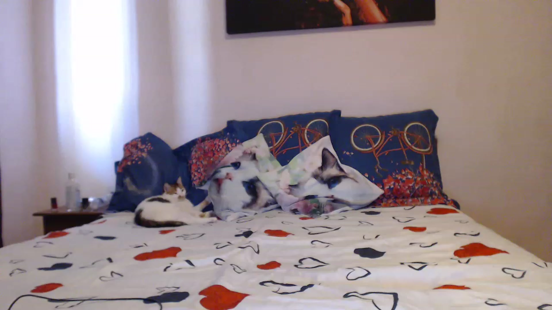 Gallery image thumbnail from Aahh_Emilia's myfreecams stream on, 05/31/2023, 15:24 image 19 of 20