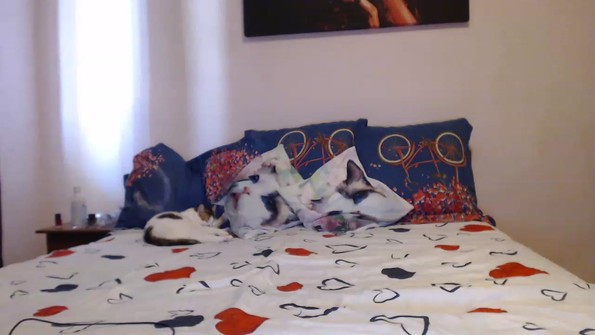 Gallery image thumbnail from Aahh_Emilia's myfreecams stream on, 05/31/2023, 15:24 image 18 of 20