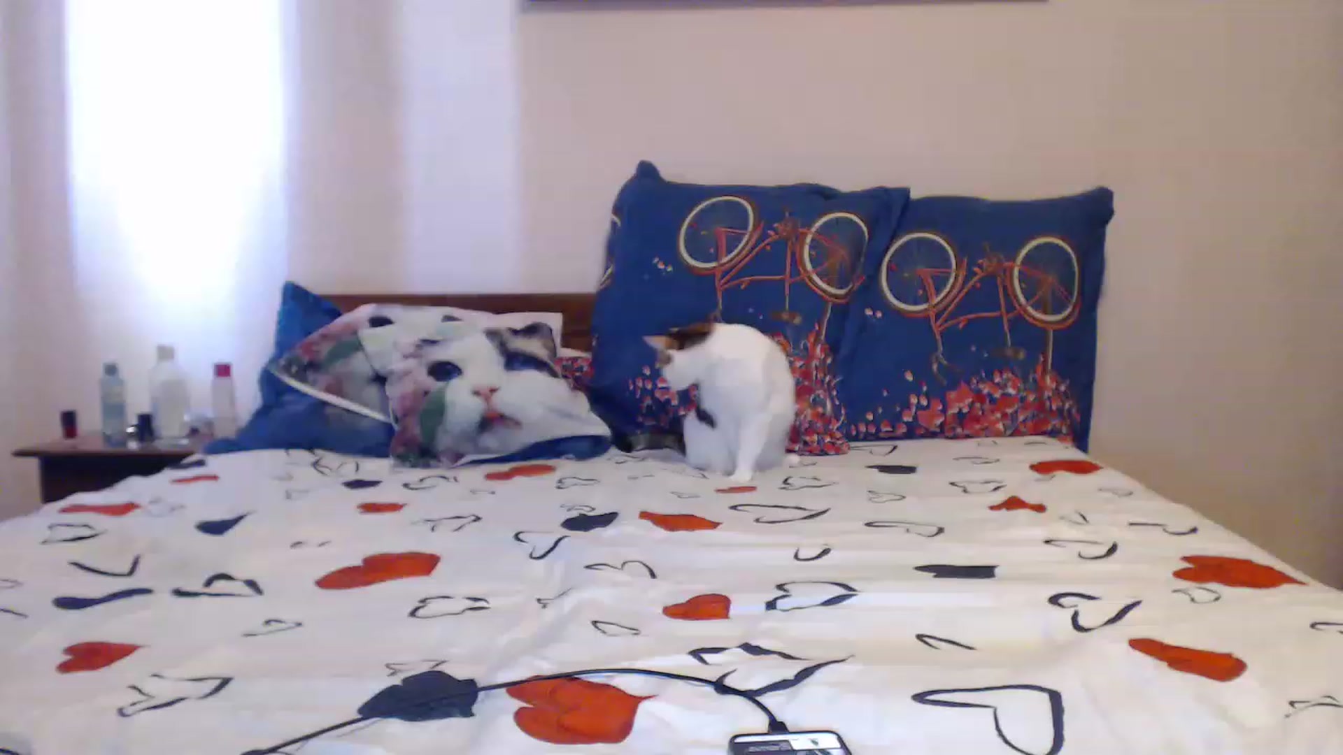 Gallery image thumbnail from Aahh_Emilia's myfreecams stream on, 06/01/2023, 15:00 image 1 of 20